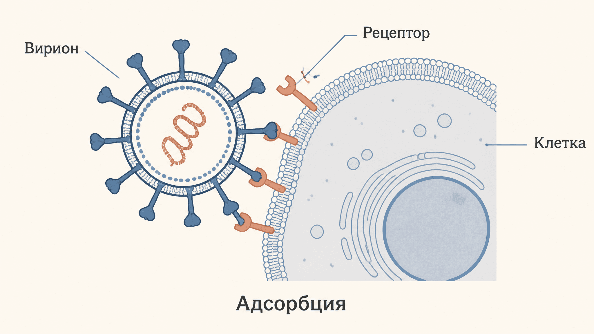 Адсорбция и проникновение вируса в клетку: механизмы