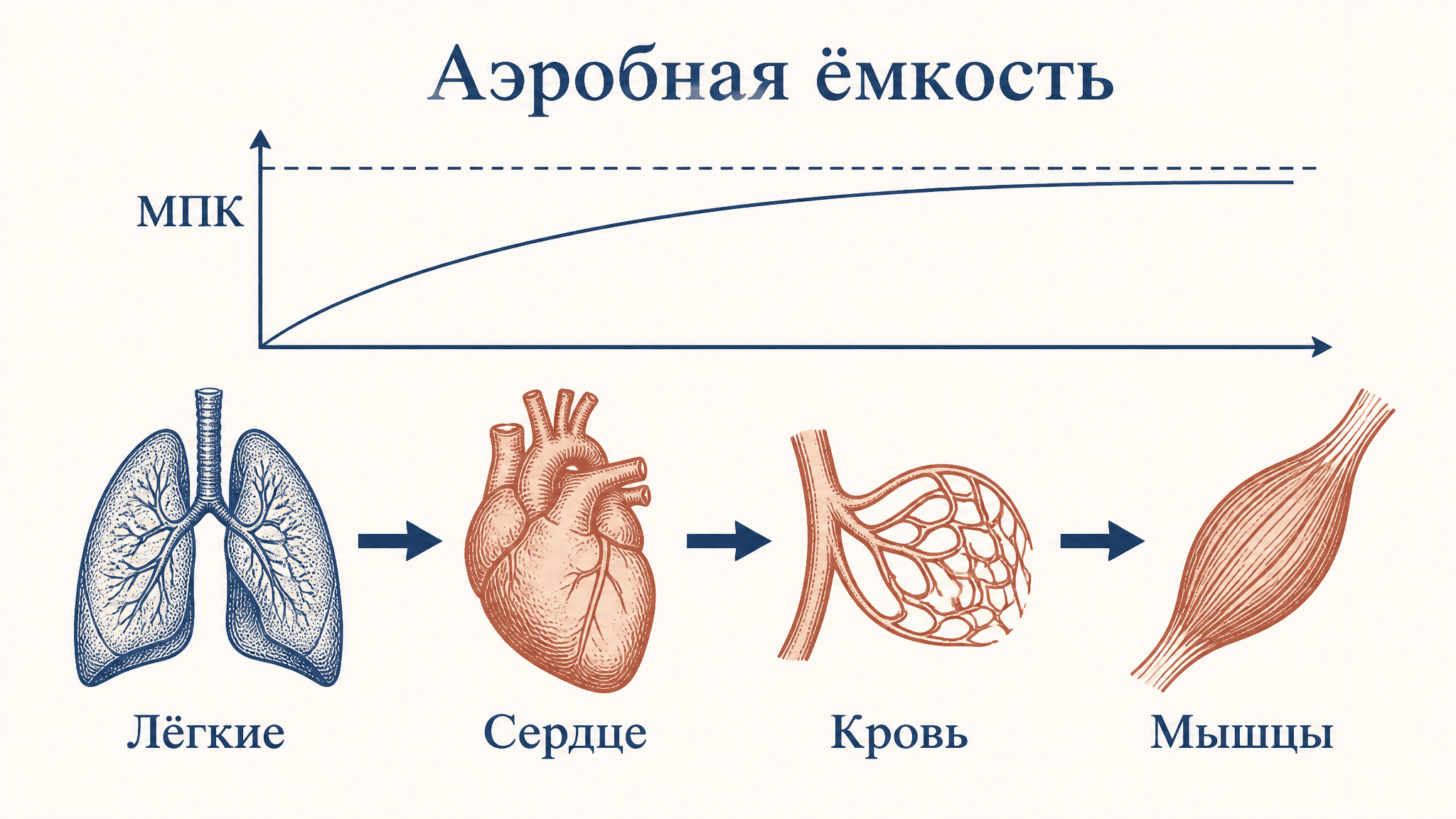 Аэробная ёмкость организма: что это и как измерить