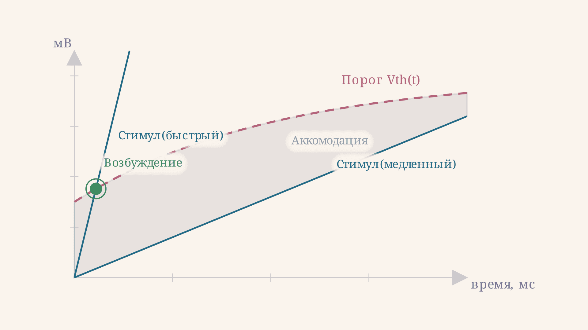 Аккомодация возбудимой ткани: порог и механизм