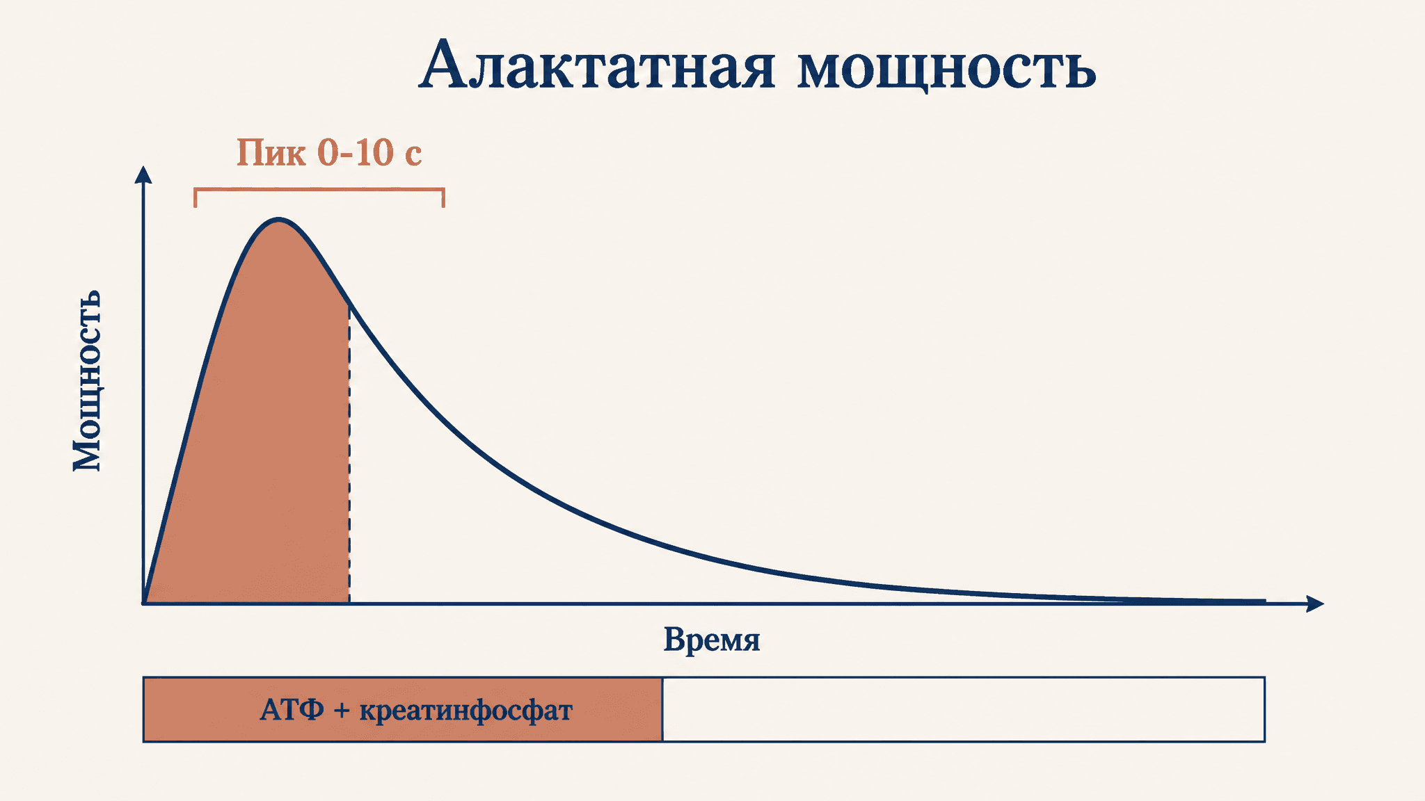 Алактатная анаэробная мощность: что это и как считать