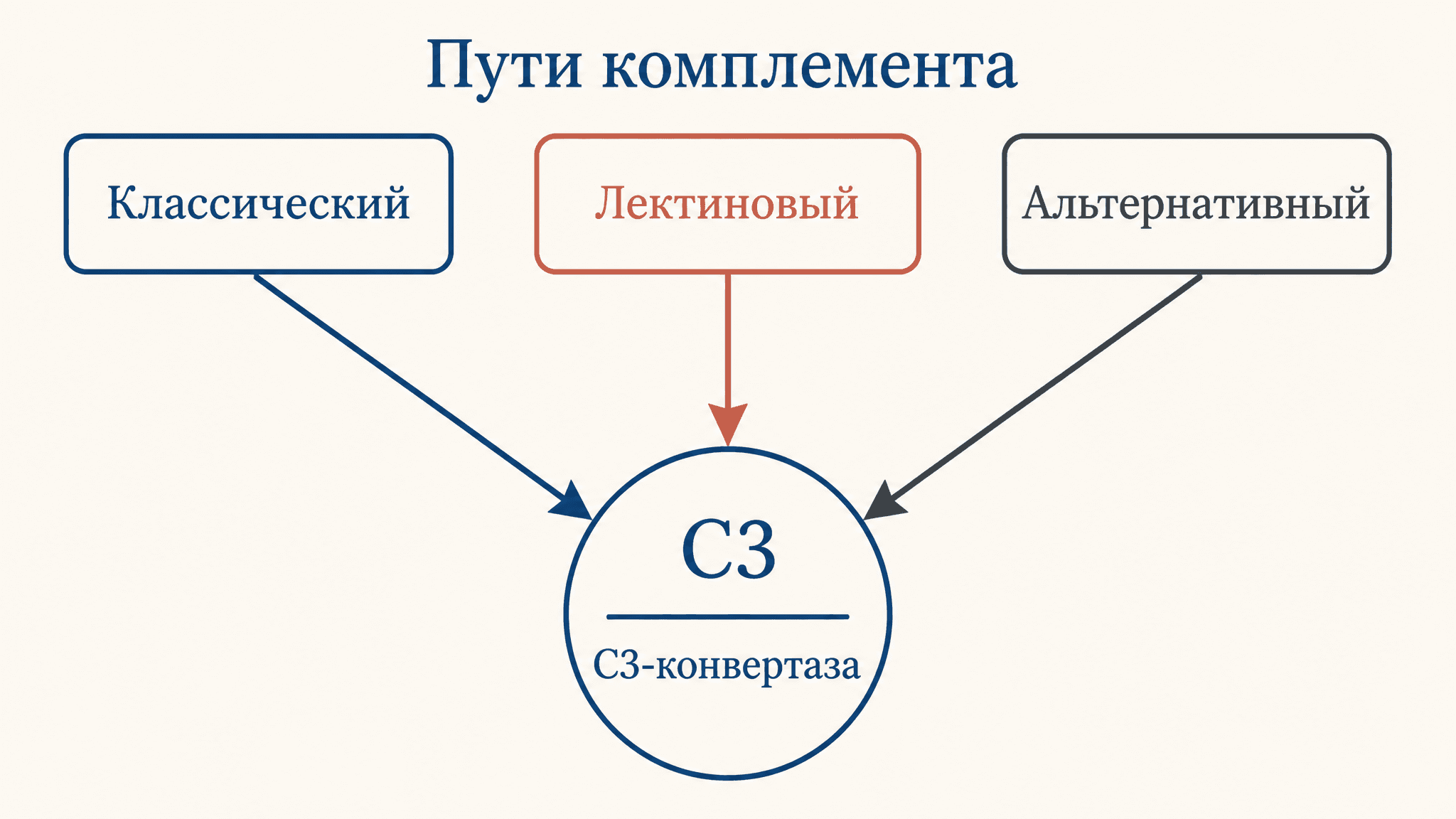 Альтернативный и лектиновый пути комплемента