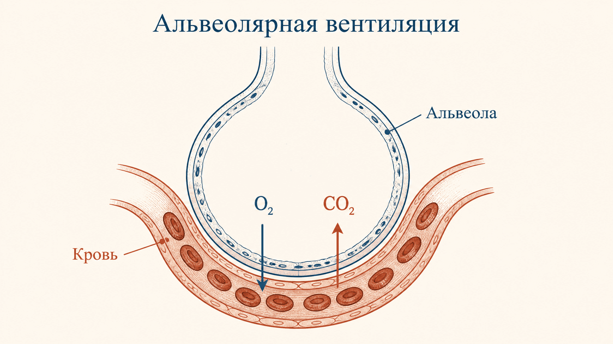 Альвеолярная вентиляция: состав альвеолярного воздуха