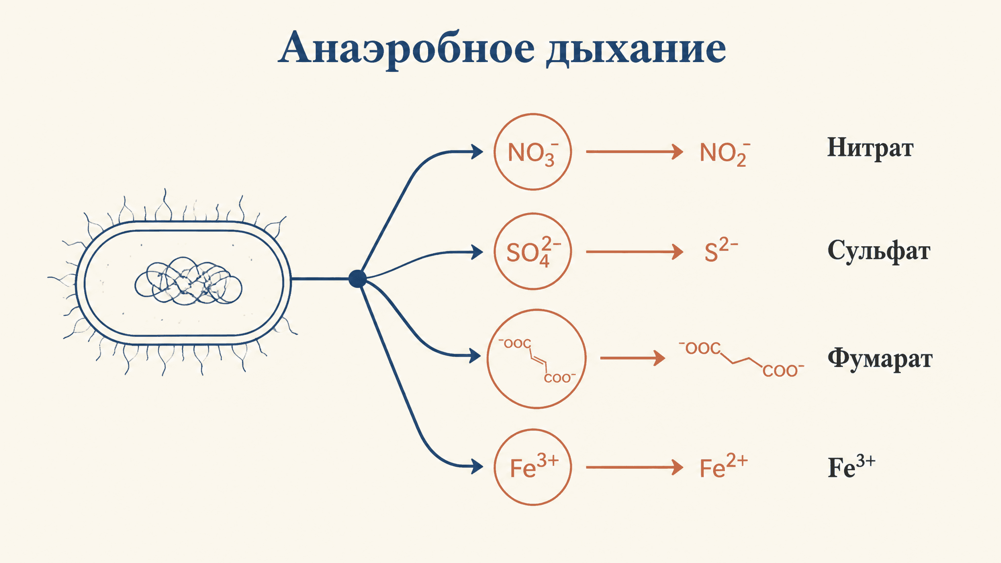 Анаэробное дыхание бактерий: типы и акцепторы