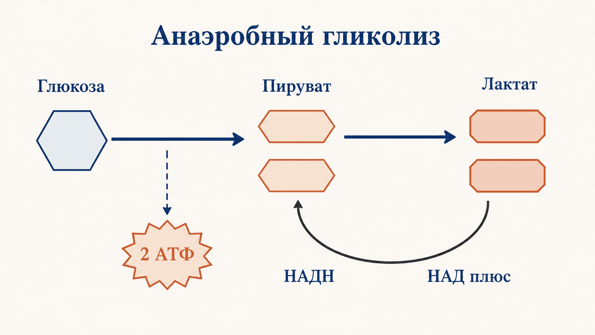 Анаэробный гликолиз и образование лактата: разбор
