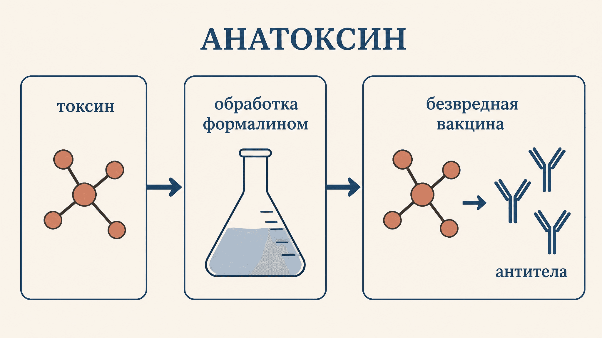 Анатоксины: получение и применение в вакцинах