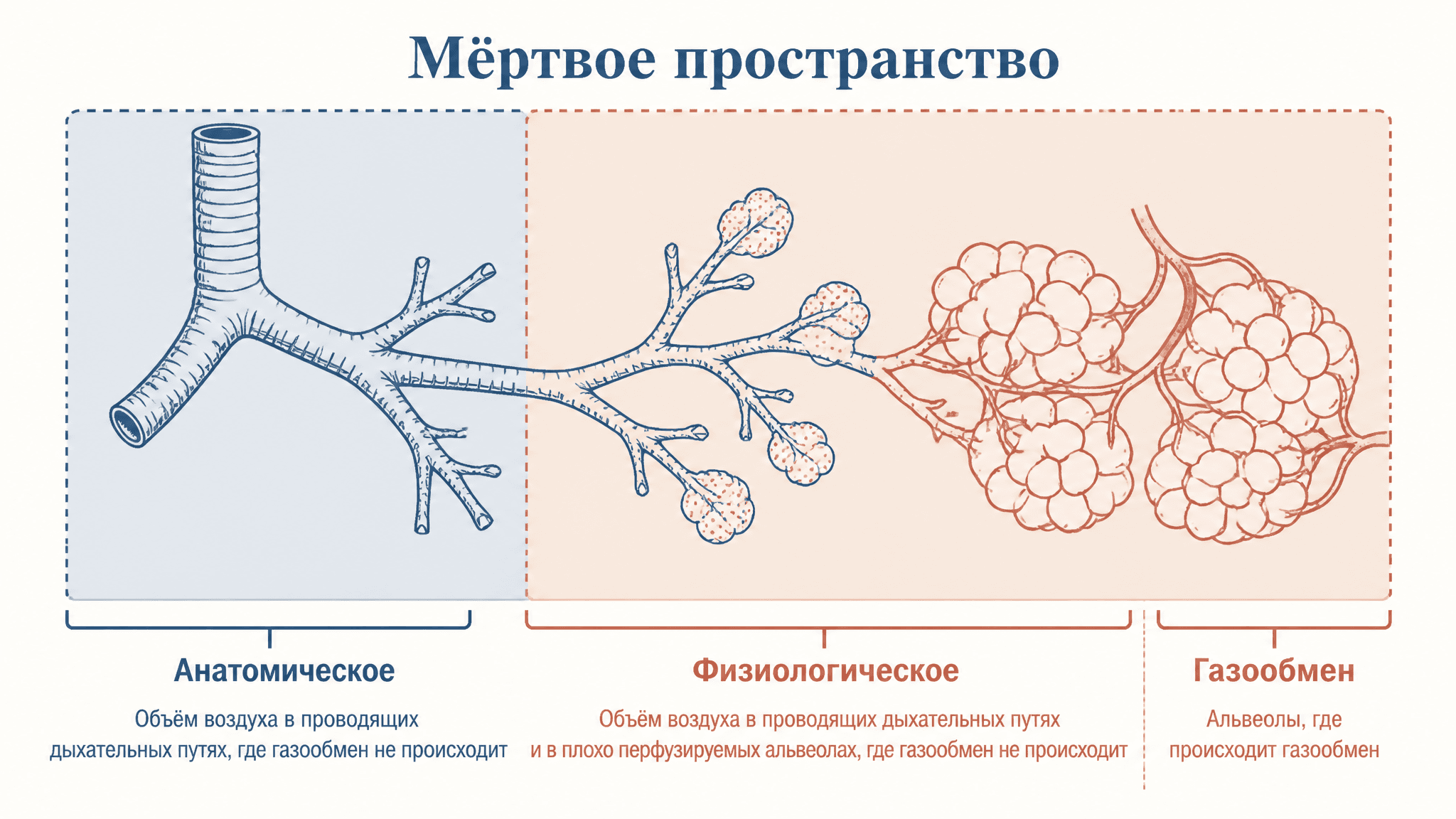 Анатомическое и физиологическое мёртвое пространство