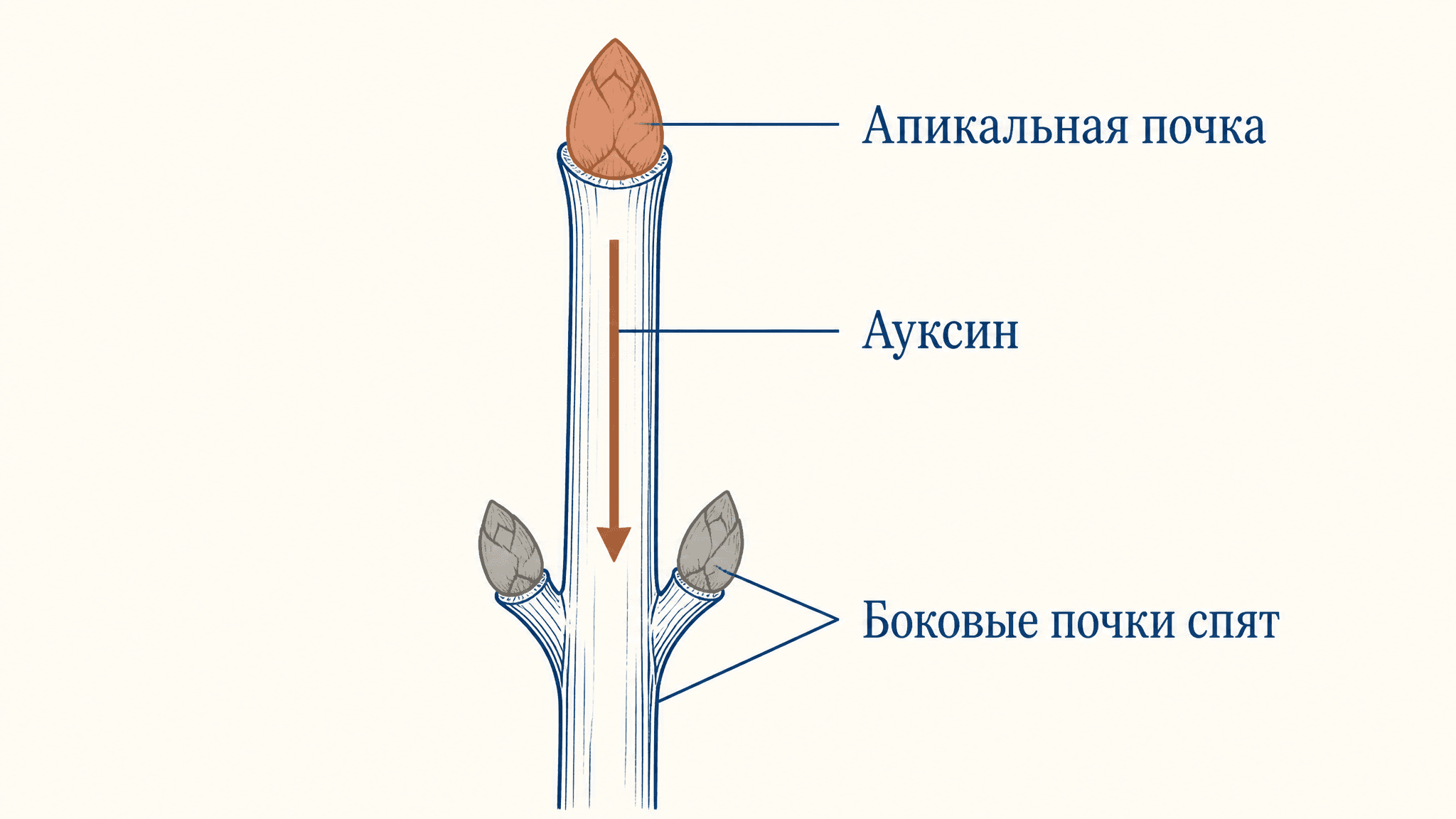 Апикальное доминирование: как ауксин тормозит боковые почки