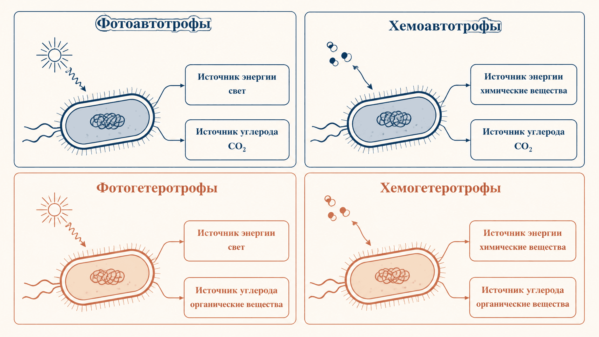 Автотрофы и гетеротрофы среди бактерий: типы питания