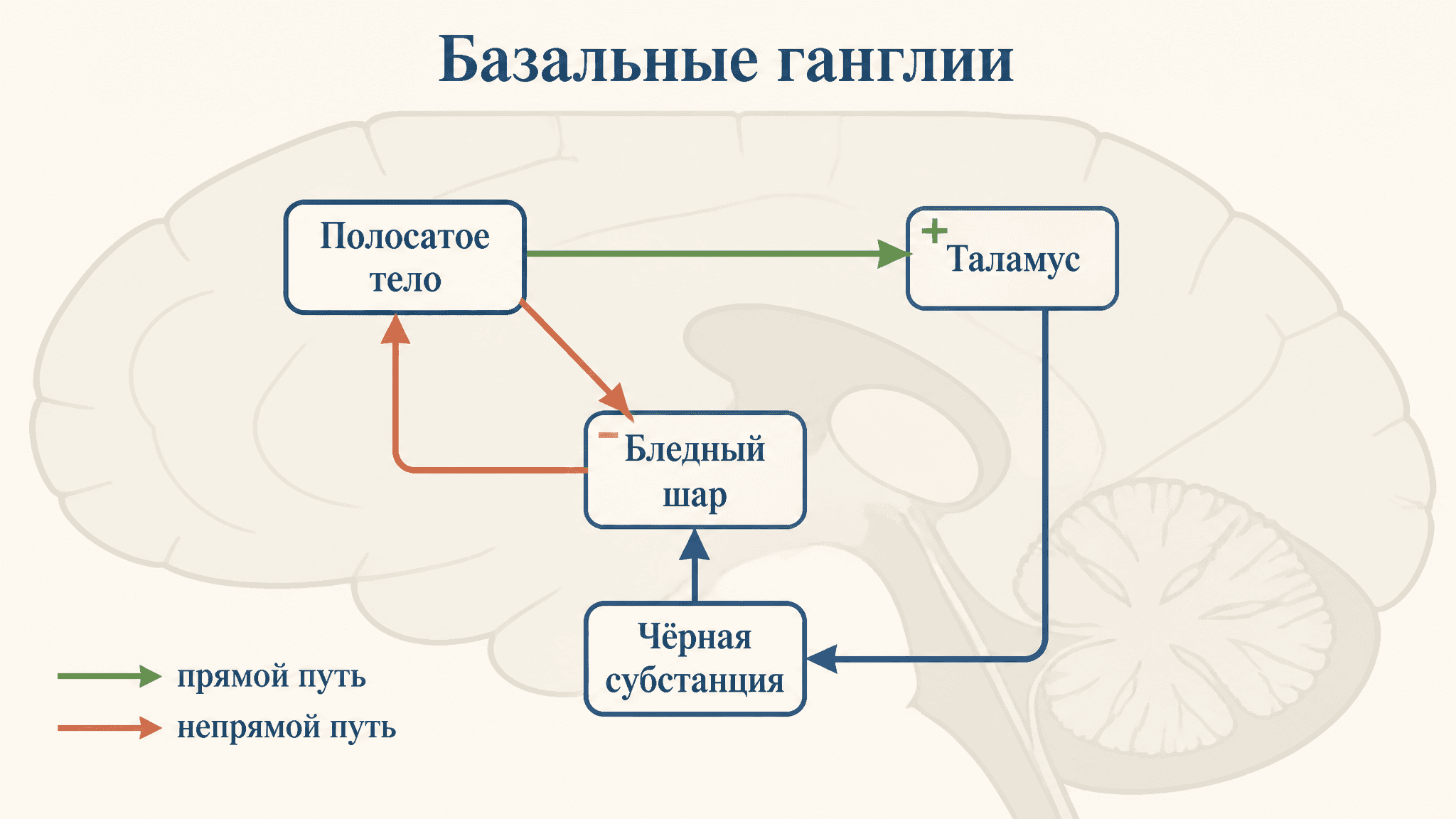 Базальные ганглии и регуляция движений: пути и дофамин