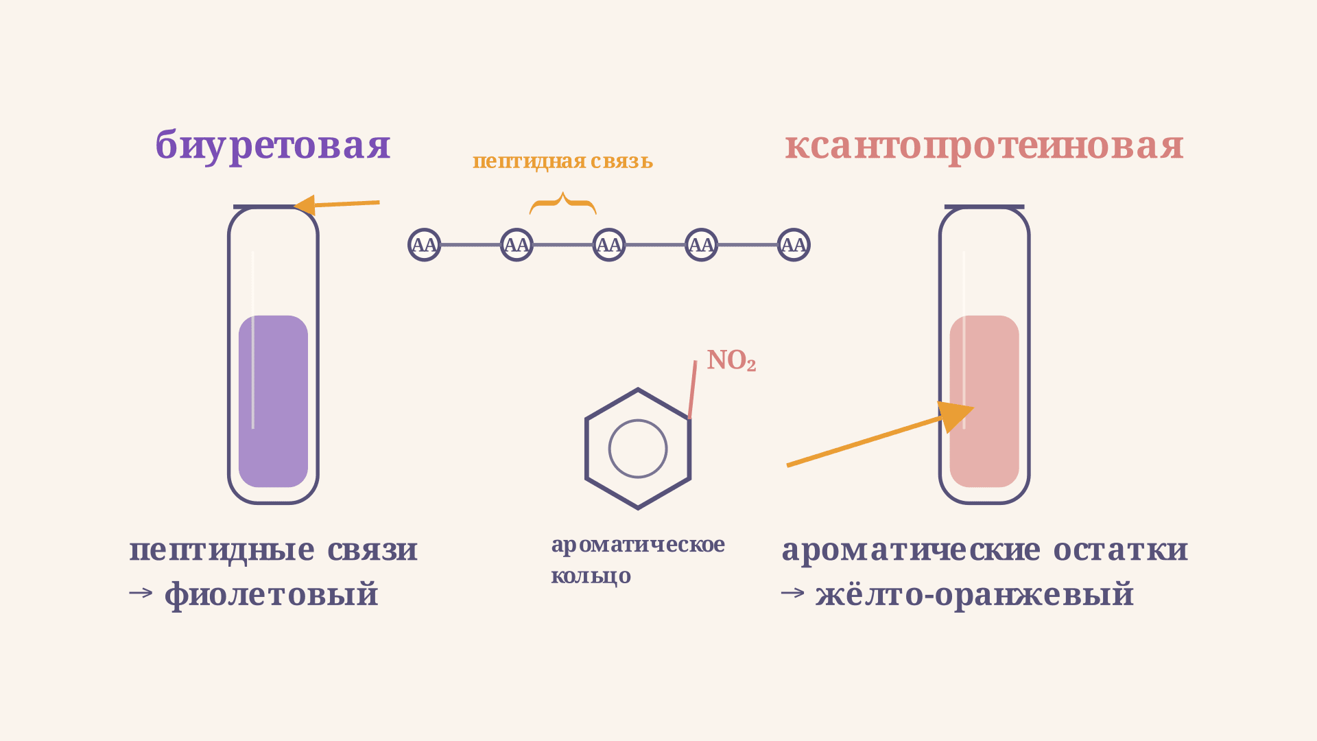 Биуретовая и ксантопротеиновая реакции на белок
