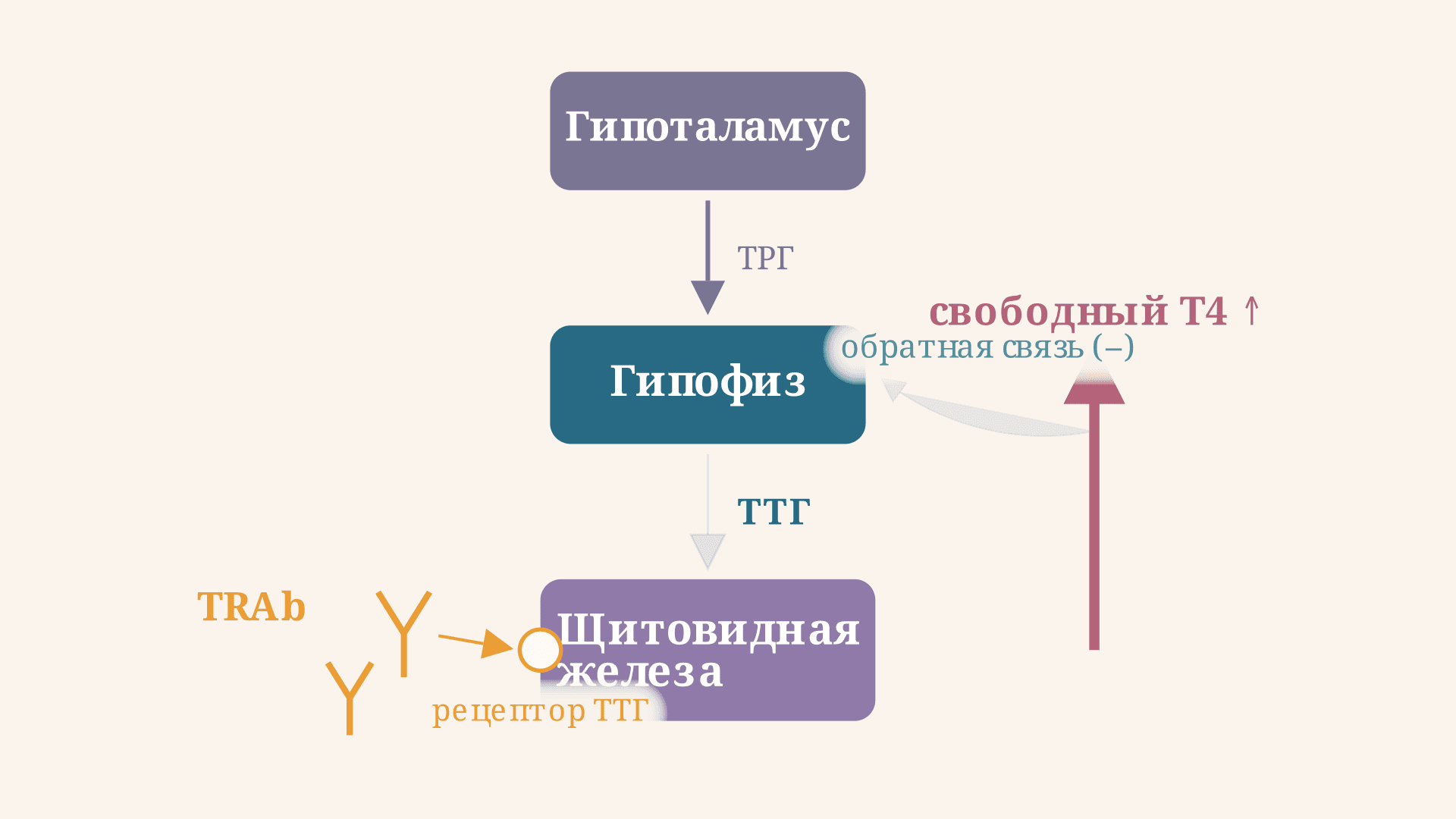 Болезнь Грейвса (базедова): причины, анализы, лечение