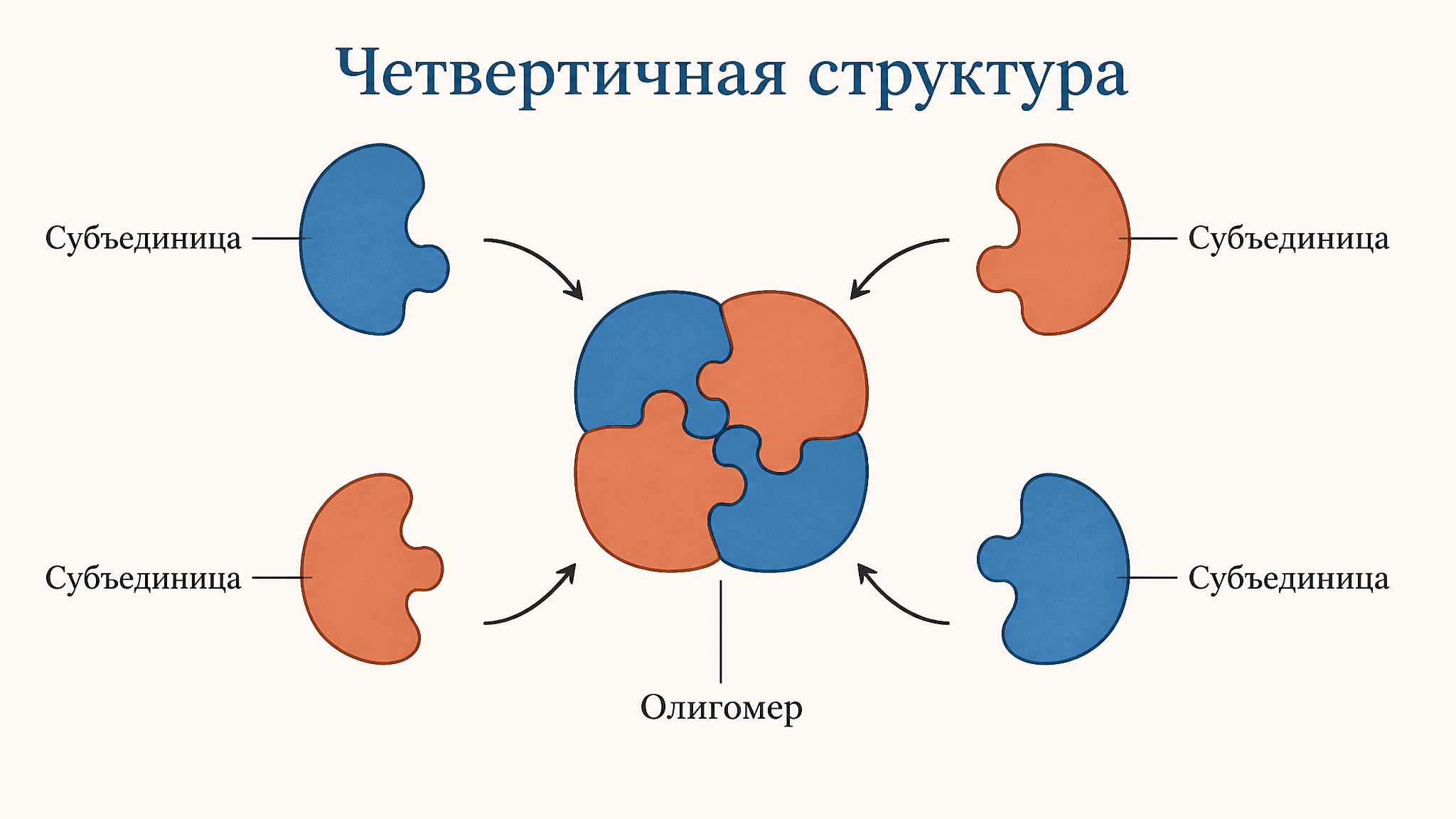 Четвертичная структура белка: субъединицы простыми словами