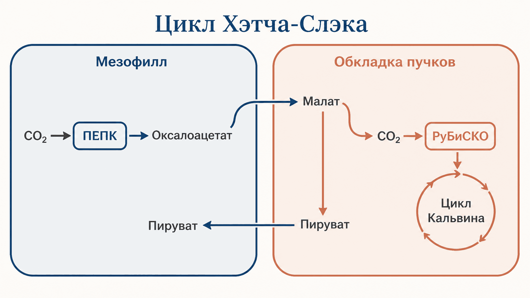 Цикл Хэтча-Слэка: C4-фотосинтез и концентрирование CO2