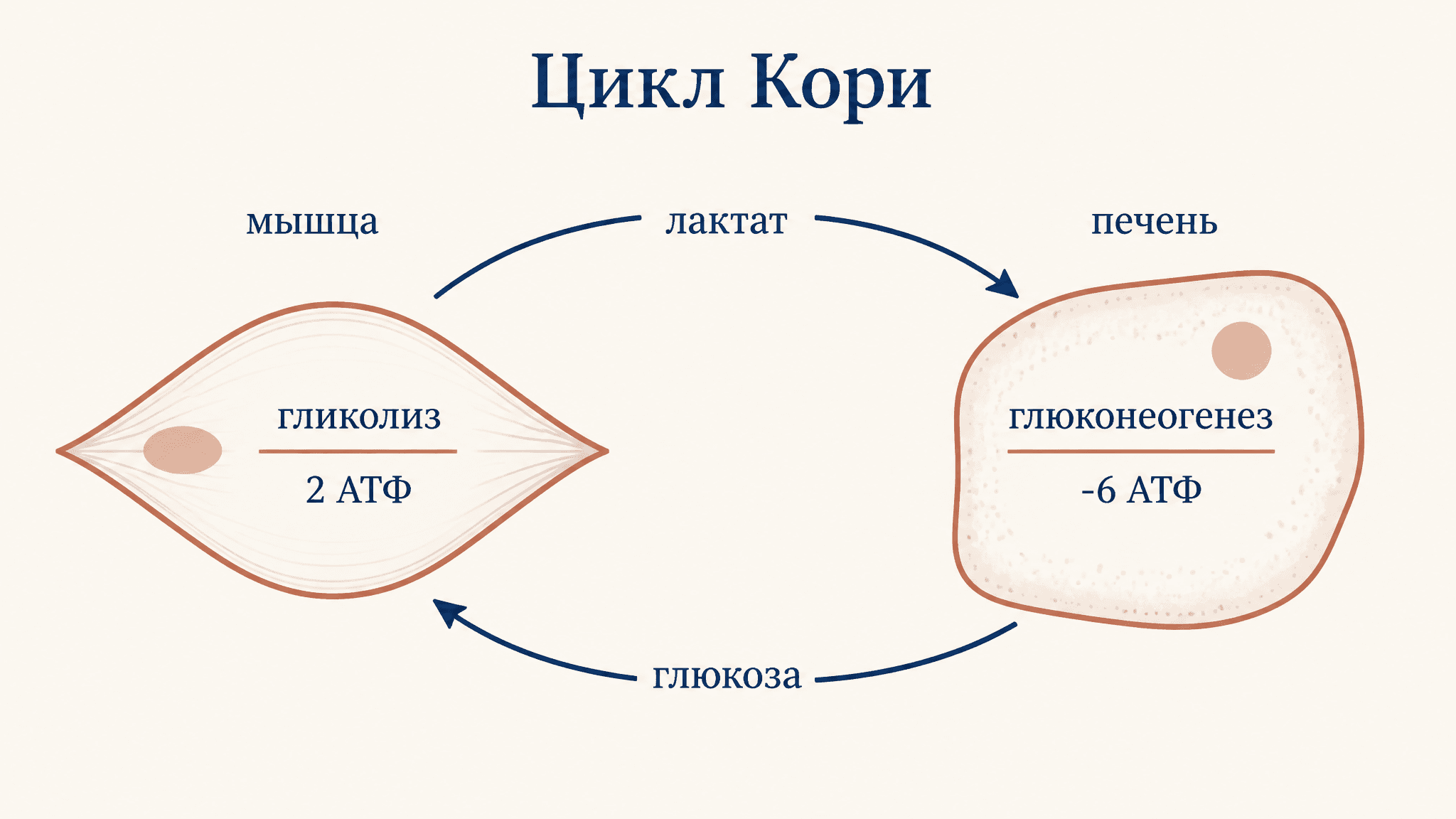 Цикл Кори: лактат, глюкоза, печень и мышцы