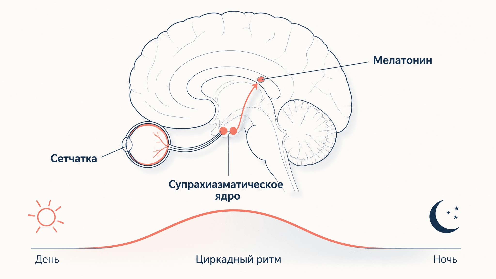 Циркадные ритмы и супрахиазматическое ядро: часы тела