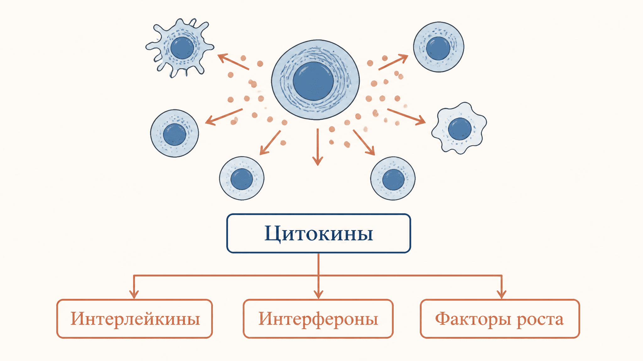 Цитокины: классификация и функции в иммунном ответе