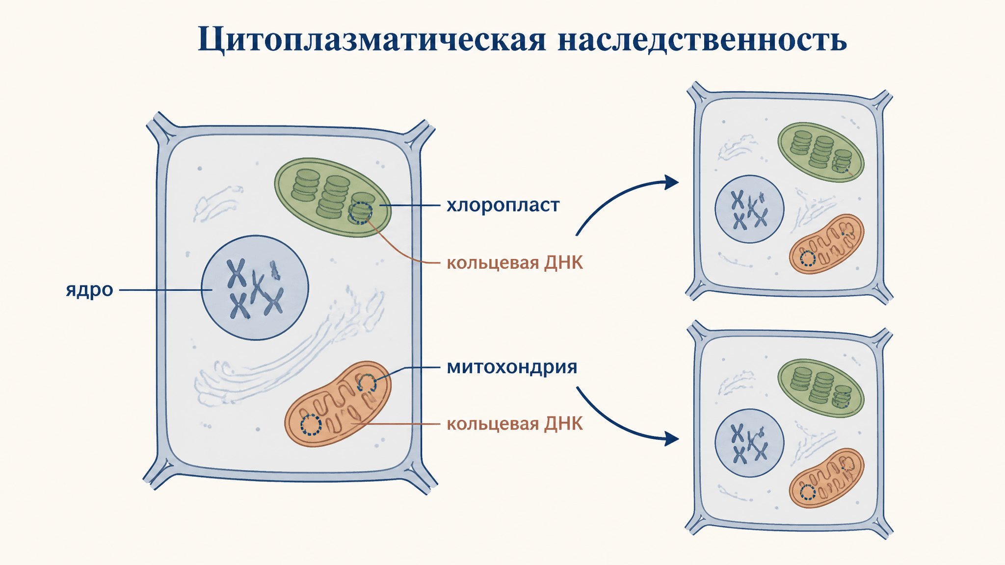 Цитоплазматическая наследственность: пластиды и митохондрии
