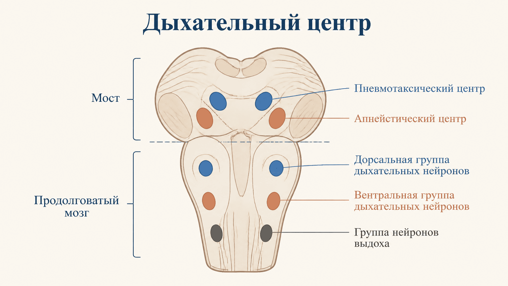 Дыхательный центр: как мозг генерирует ритм дыхания