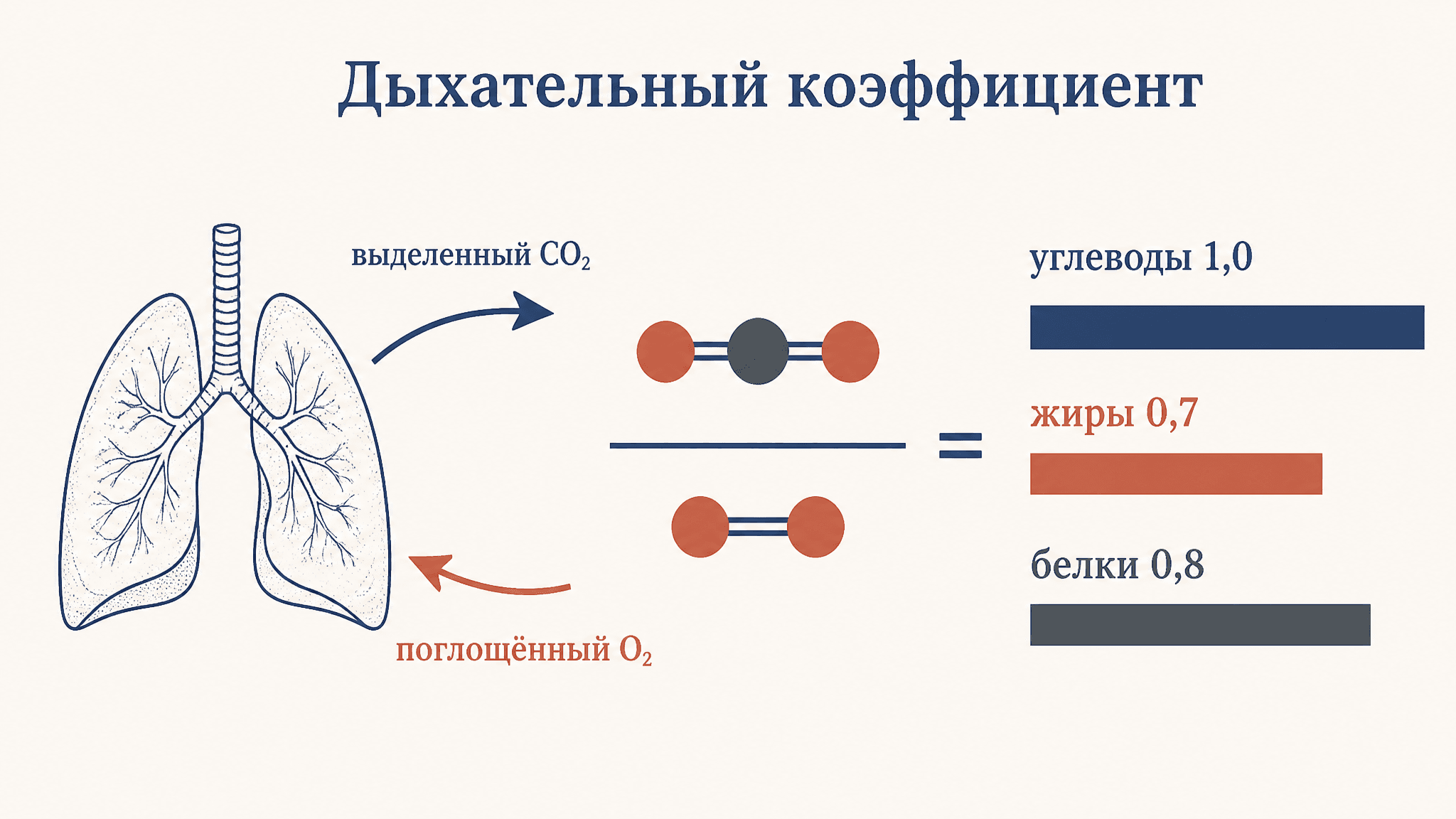 Дыхательный коэффициент в физиологии: что показывает