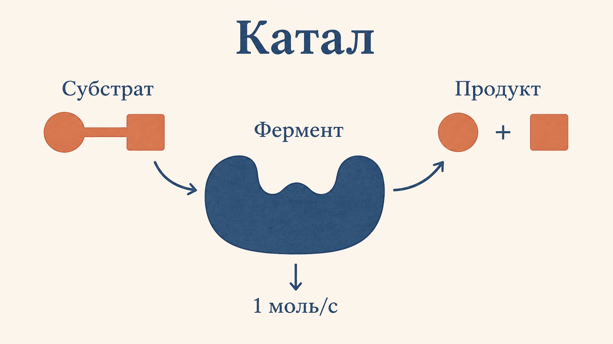 Единица активности фермента катал: что это и как считать