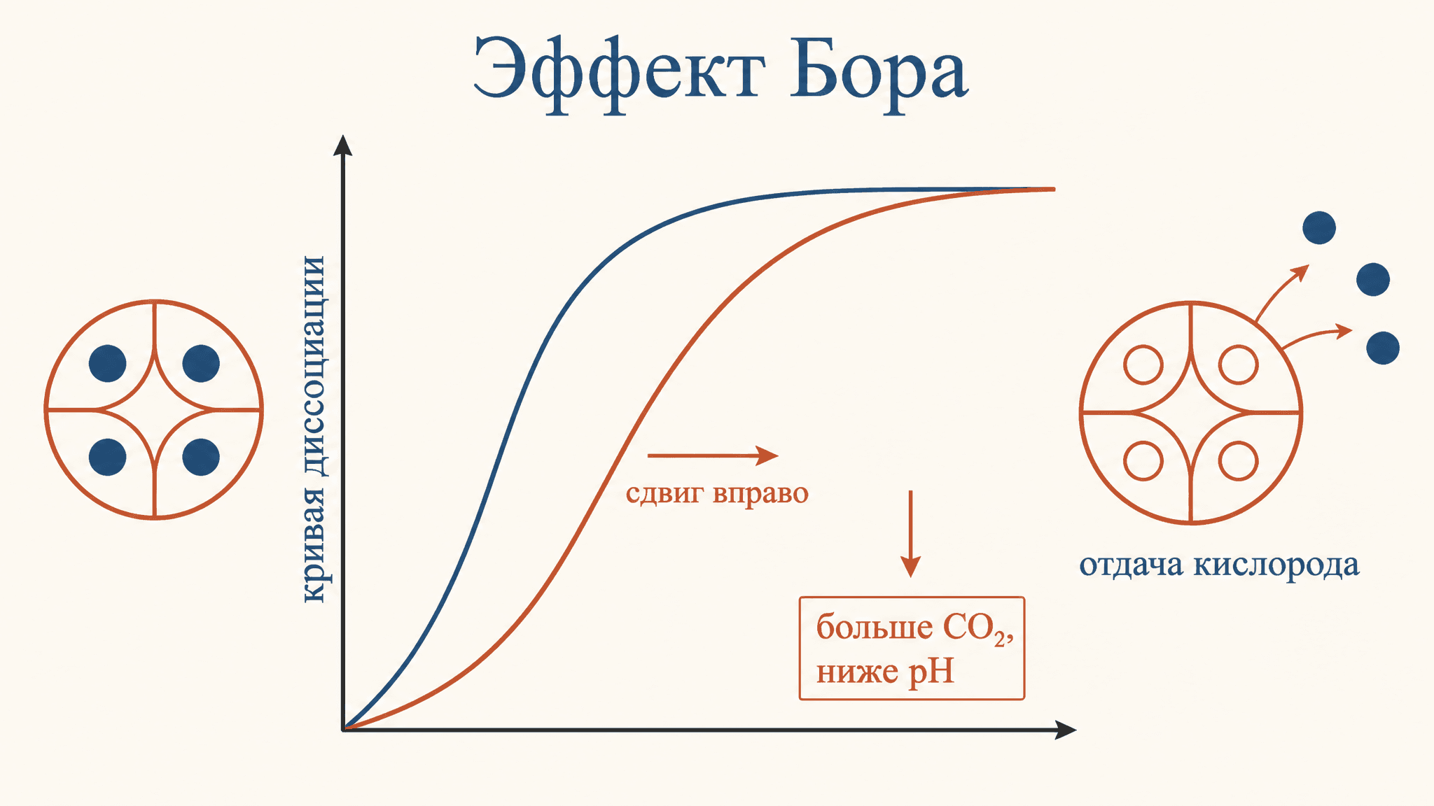 Эффект Бора: как гемоглобин отдаёт кислород тканям