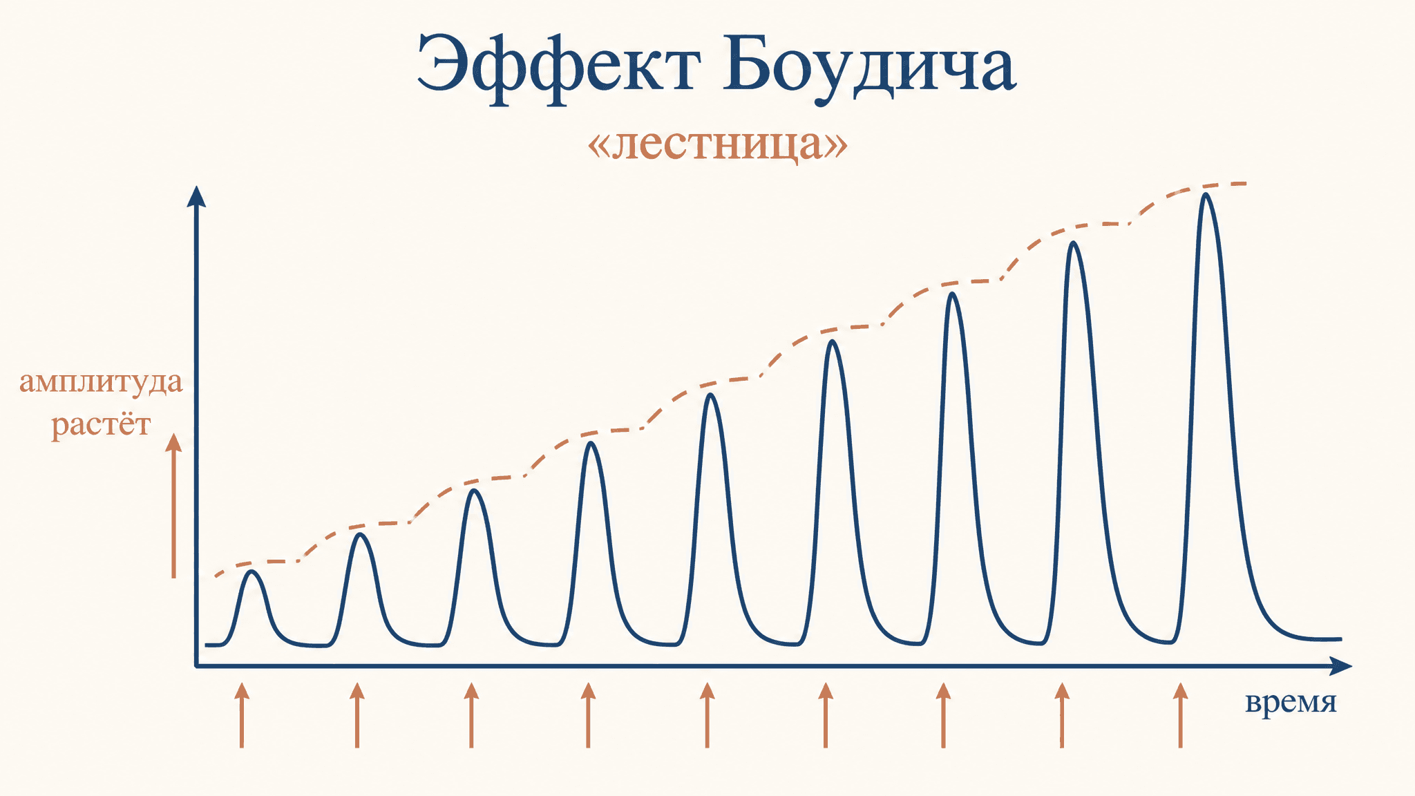 Эффект Боудича (лестница): механизм и отличия