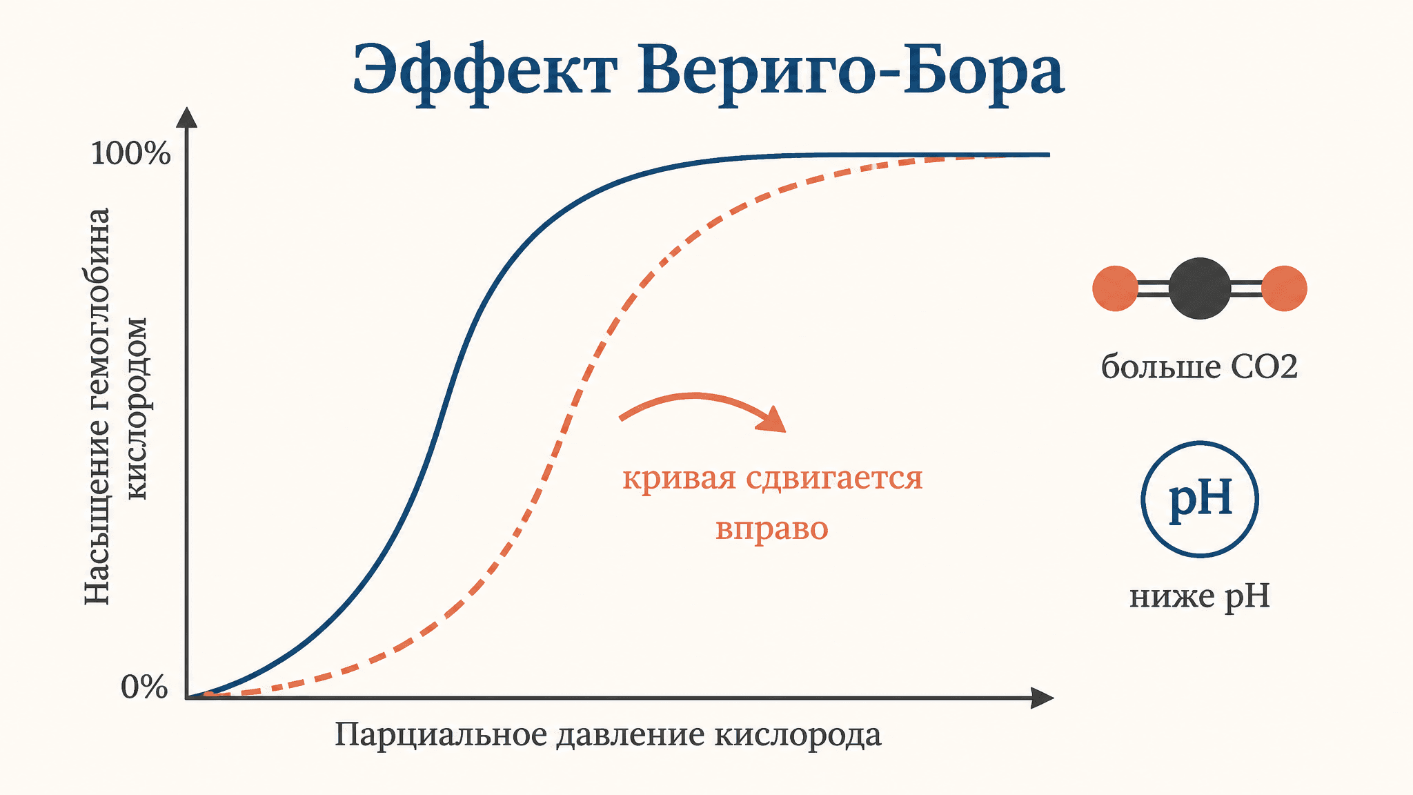 Эффект Вериго-Бора: почему ткани получают больше кислорода