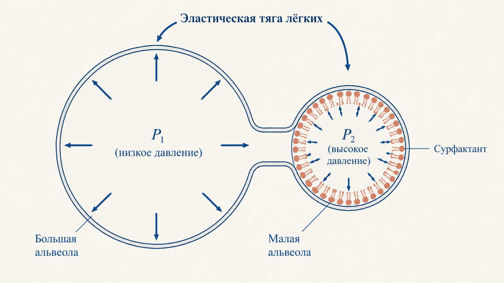 Эластическая тяга лёгких и сурфактант: закон Лапласа