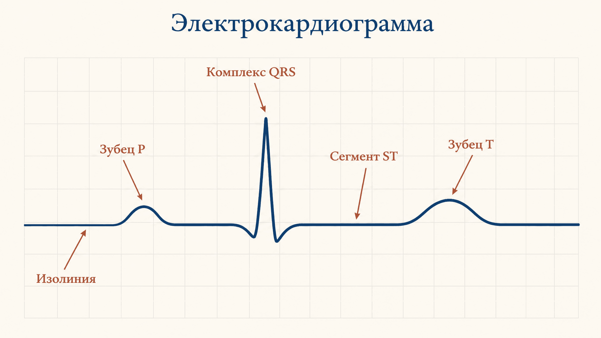 Электрокардиограмма: зубцы, интервалы и сегменты