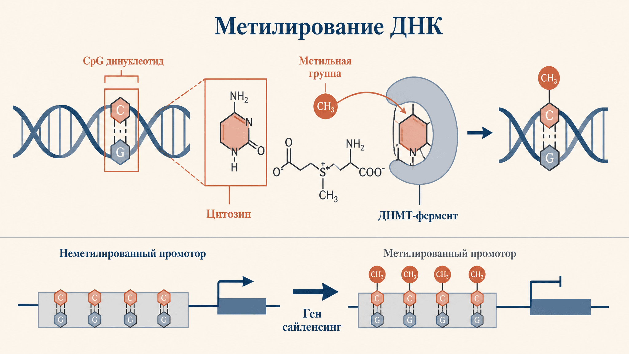 Метилирование ДНК: механизм эпигенетической регуляции