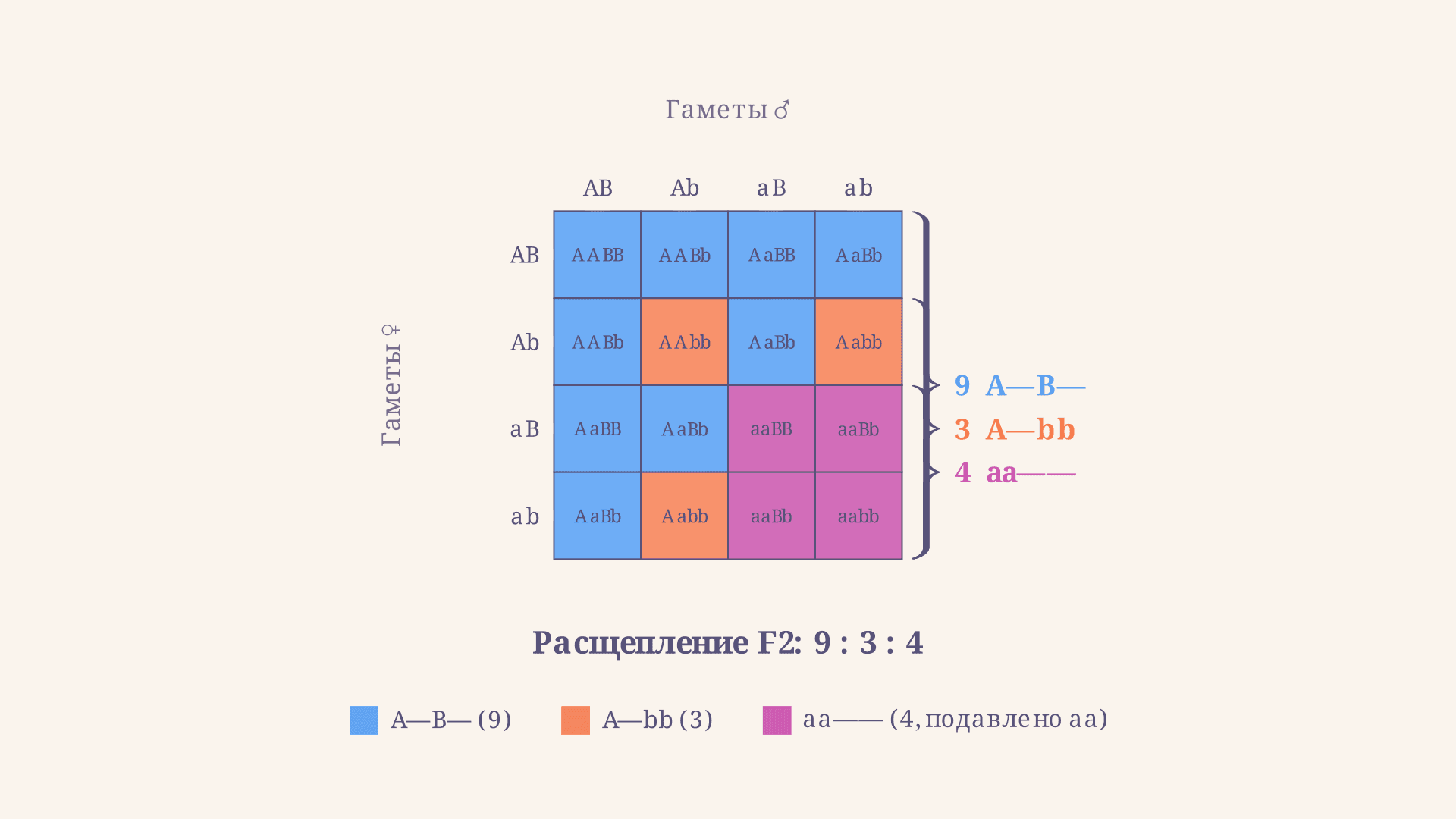 Эпистаз доминантный и рецессивный: типы и расщепления