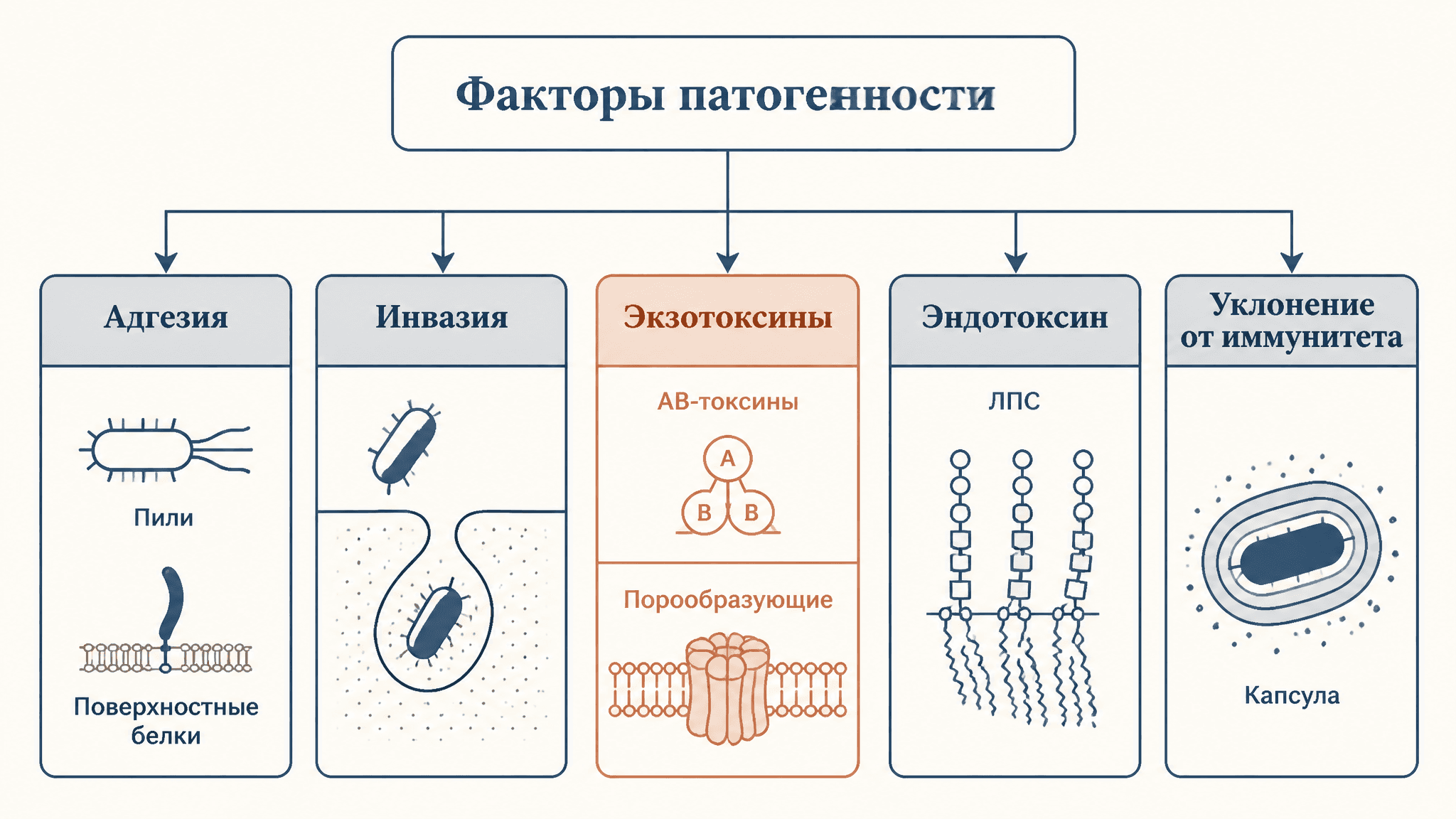 Факторы патогенности бактерий: классификация и механизмы