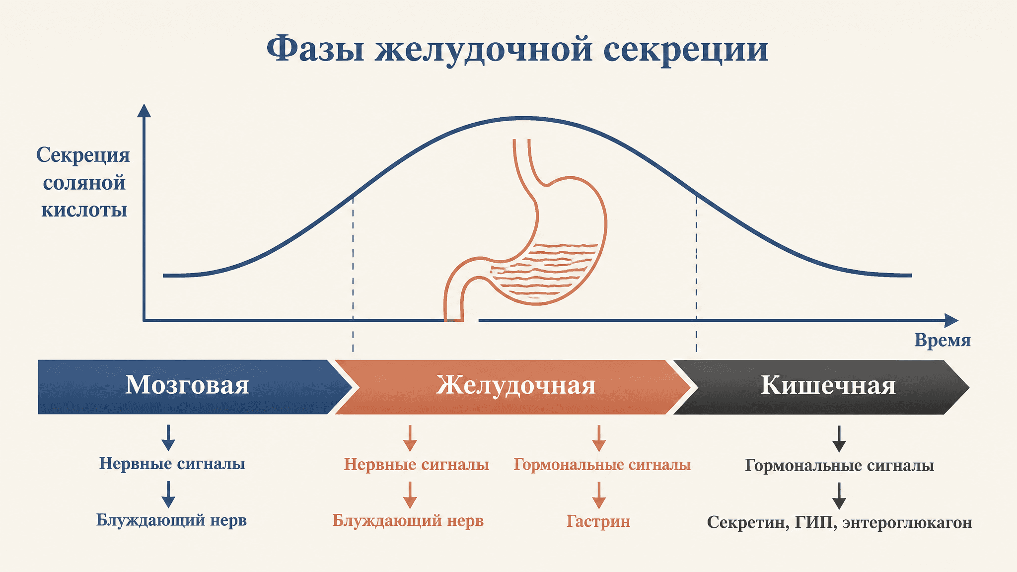 Фазы желудочной секреции и их регуляция: три этапа