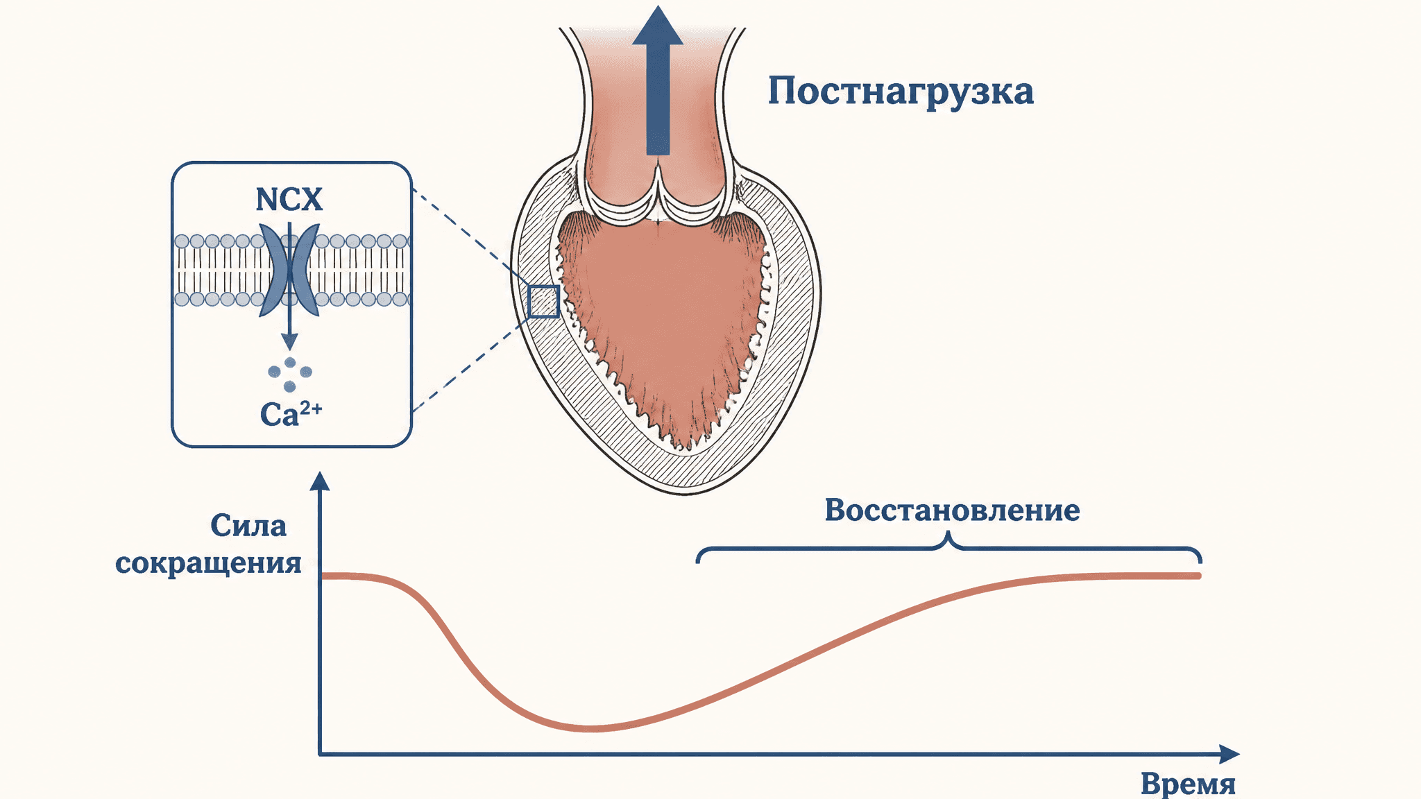 Феномен Анрепа: ауторегуляция сердца при нагрузке