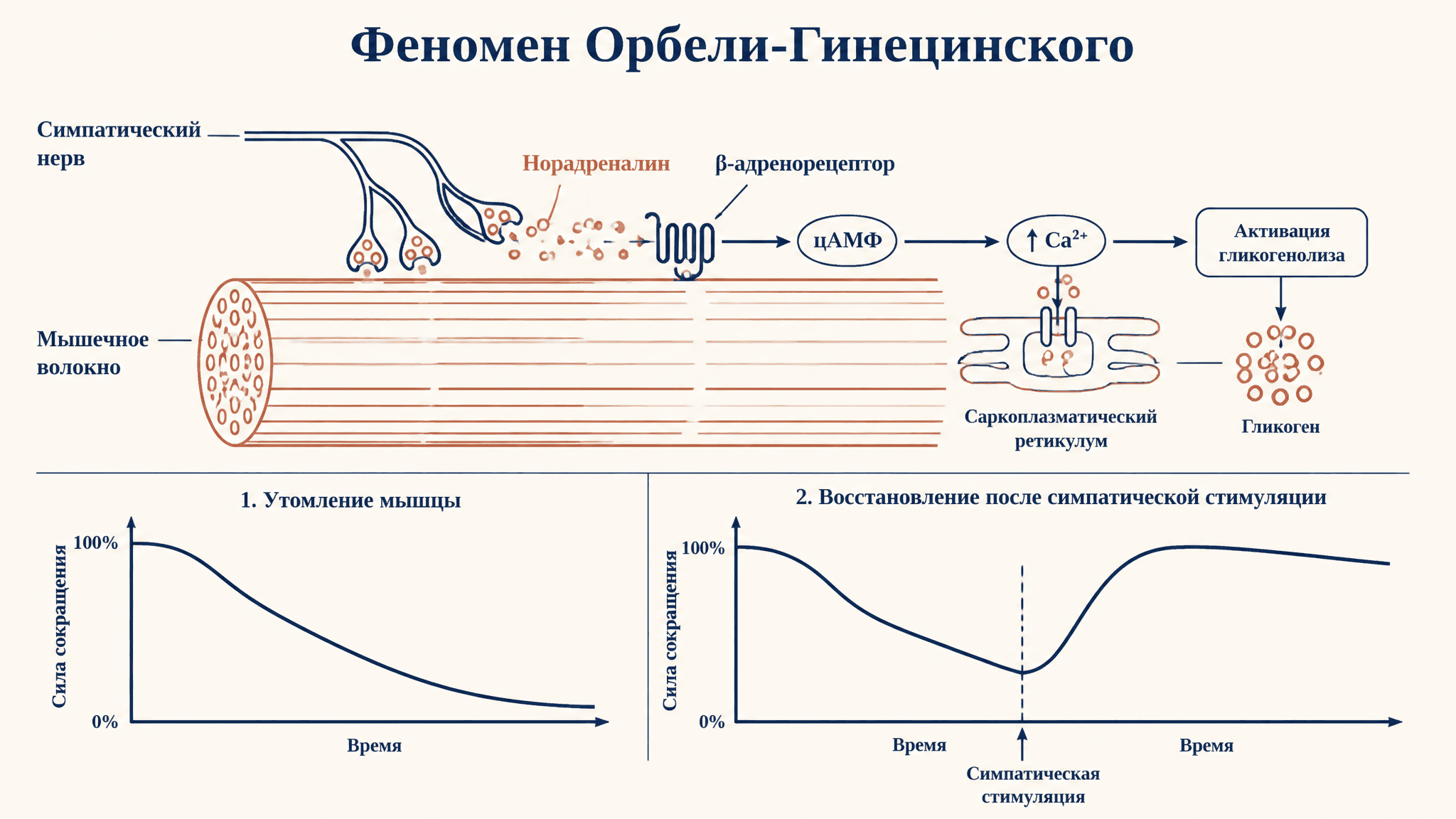 Феномен Орбели-Гинецинского: усиление мышц симпатикотонией