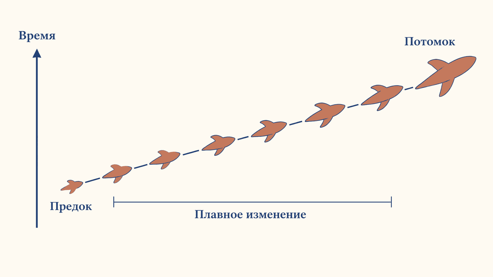 Филетический градуализм: суть модели эволюции