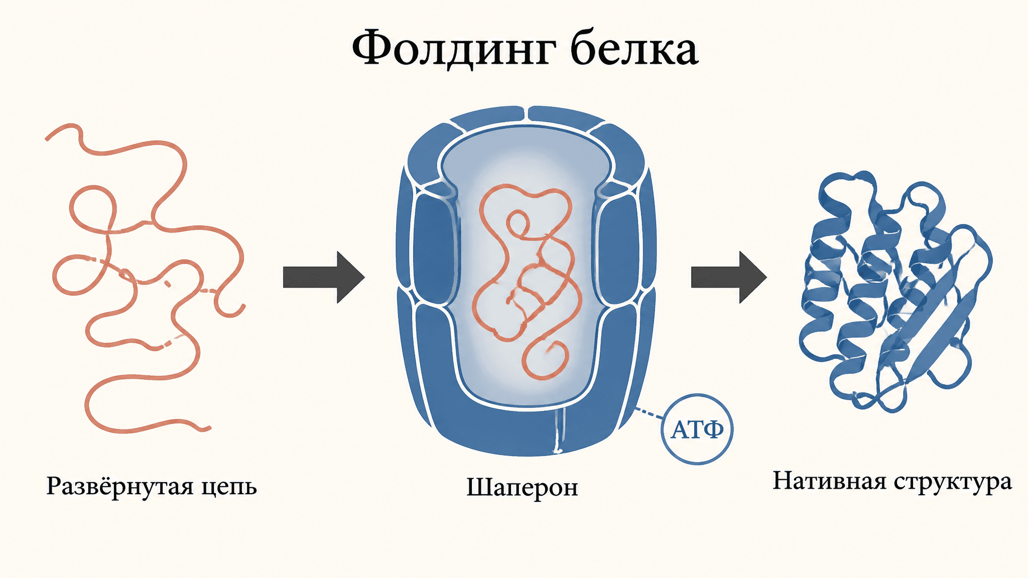 Фолдинг белка и шапероны: как цепь сворачивается в структуру