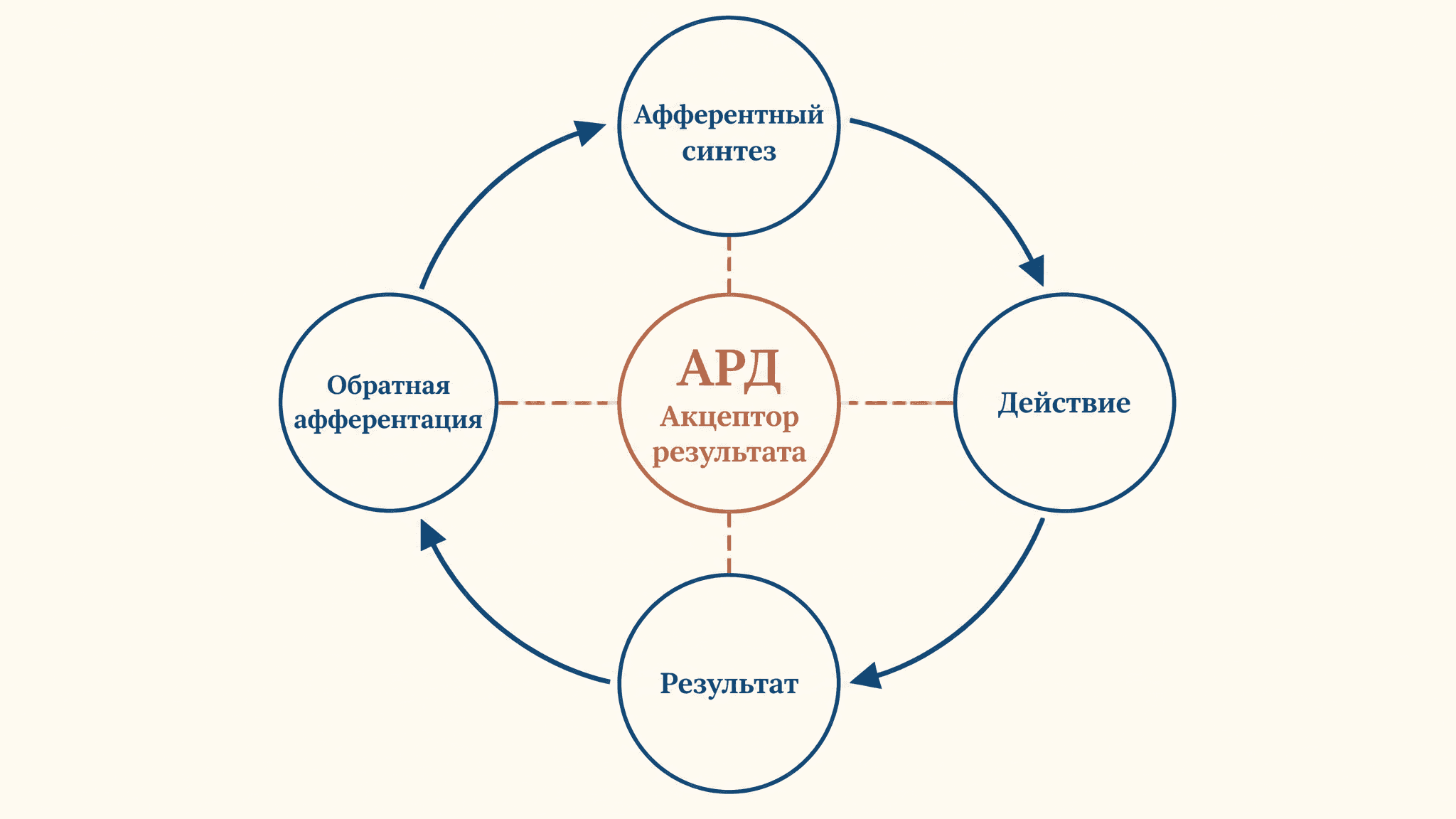 Функциональные системы Анохина: акцептор результата