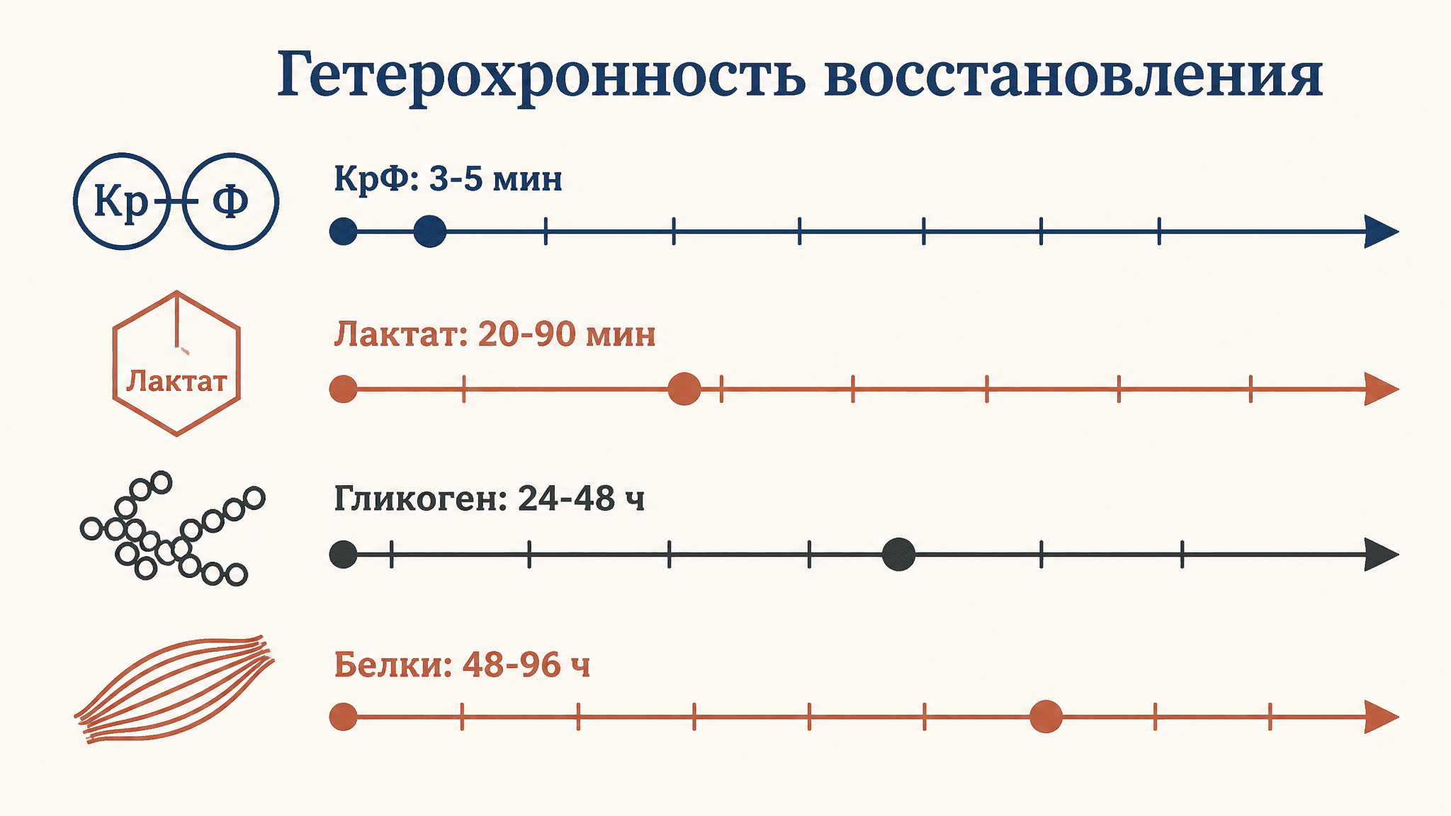 Гетерохронность восстановления: разные системы, разный темп