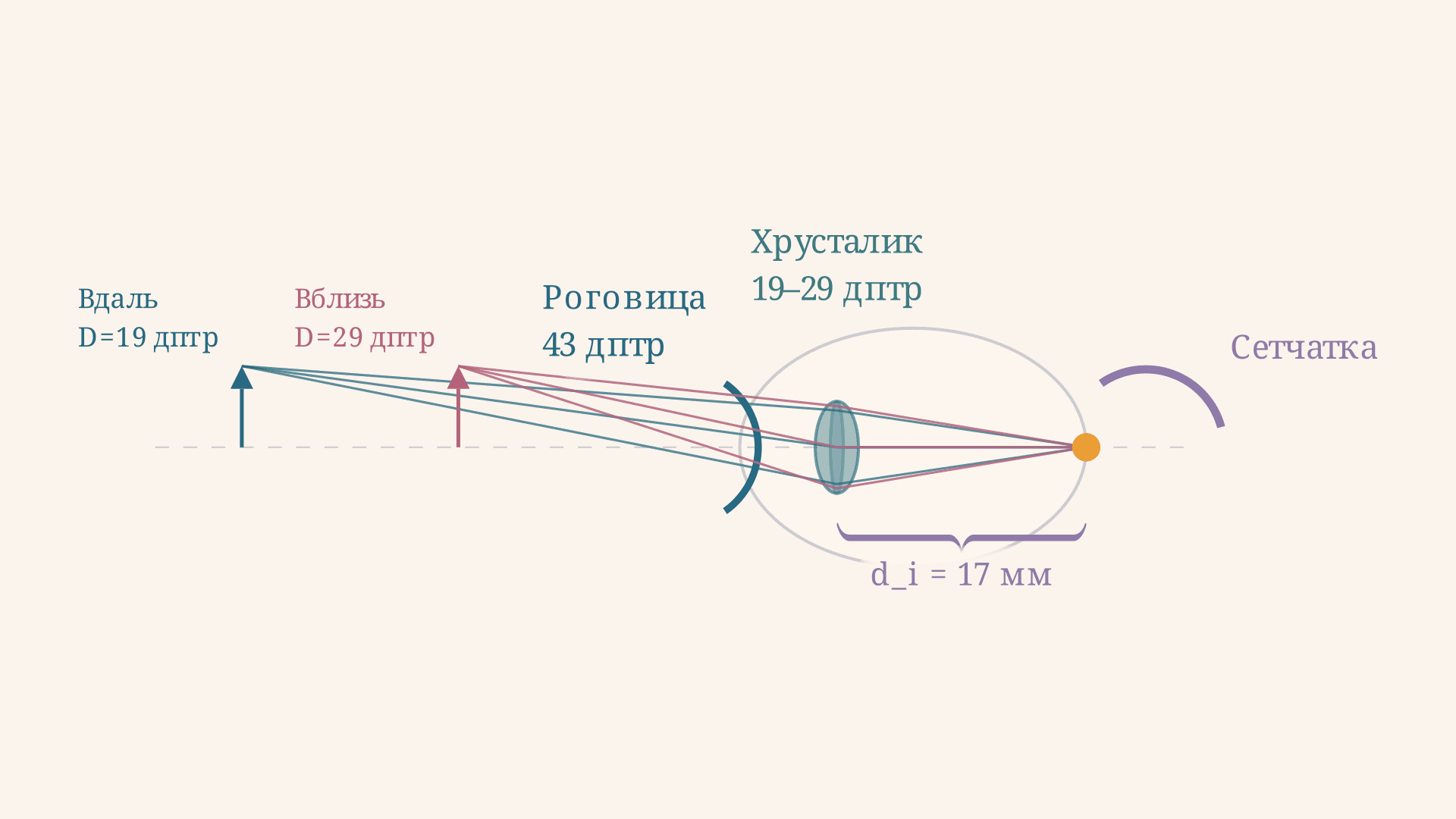 Глаз как оптическая система: аккомодация