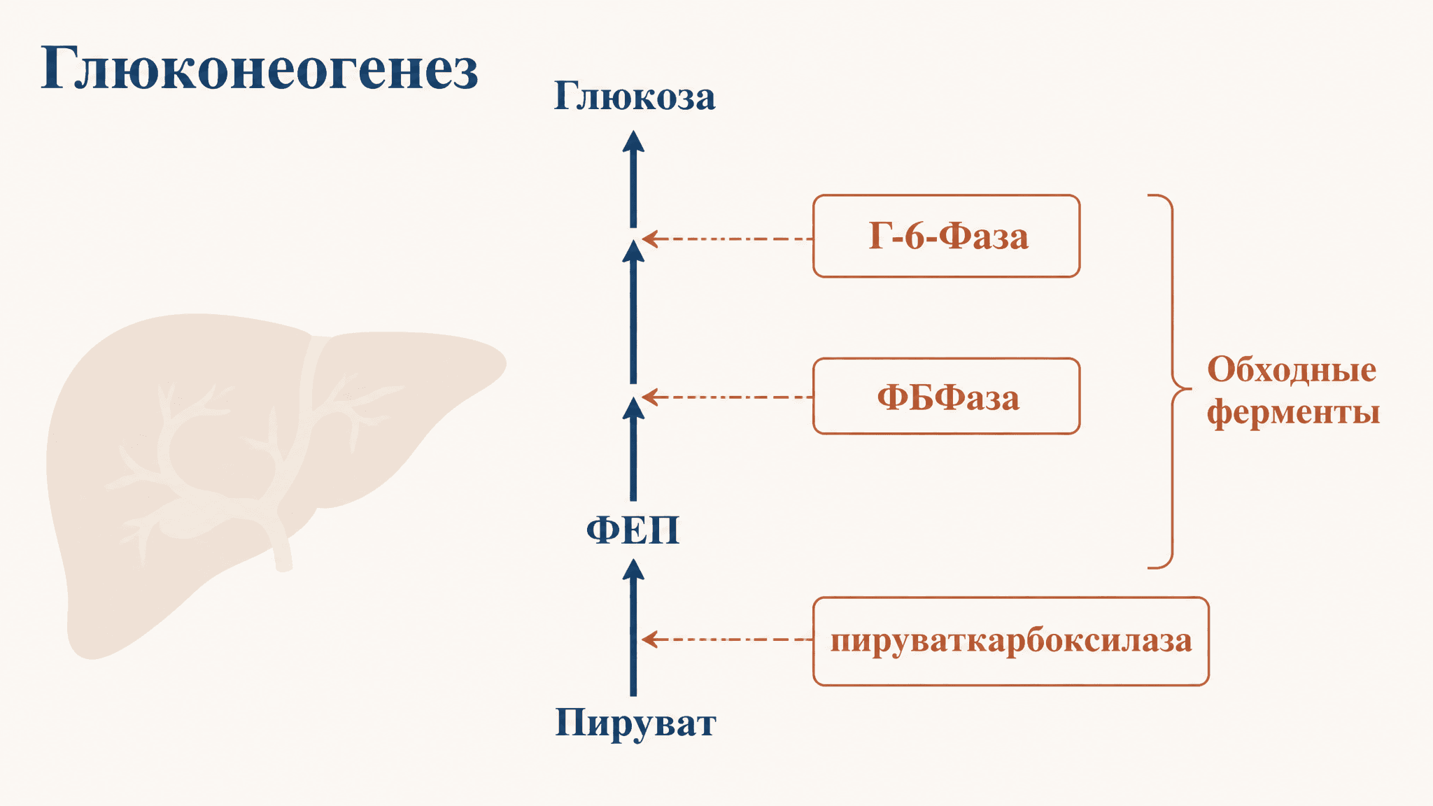 Глюконеогенез: реакции, ферменты и обходные пути