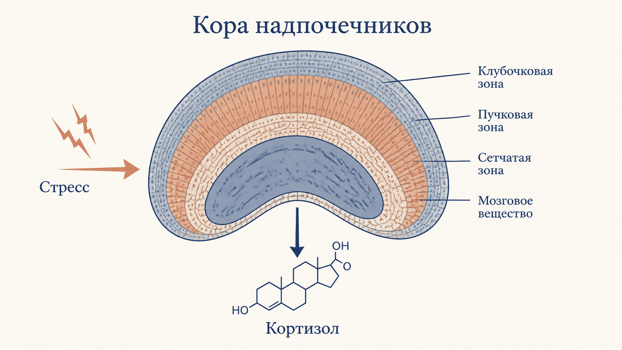 Гормоны коры надпочечников и стресс-реакция: разбор