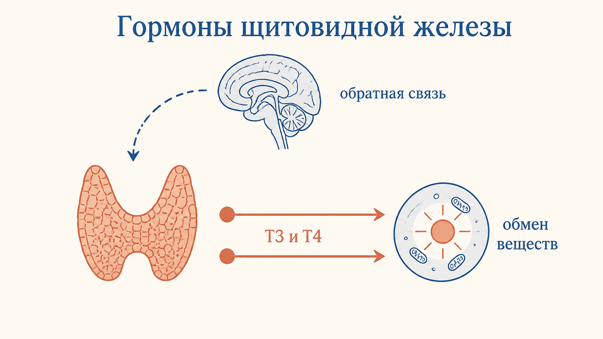 Гормоны щитовидной железы и регуляция обмена веществ