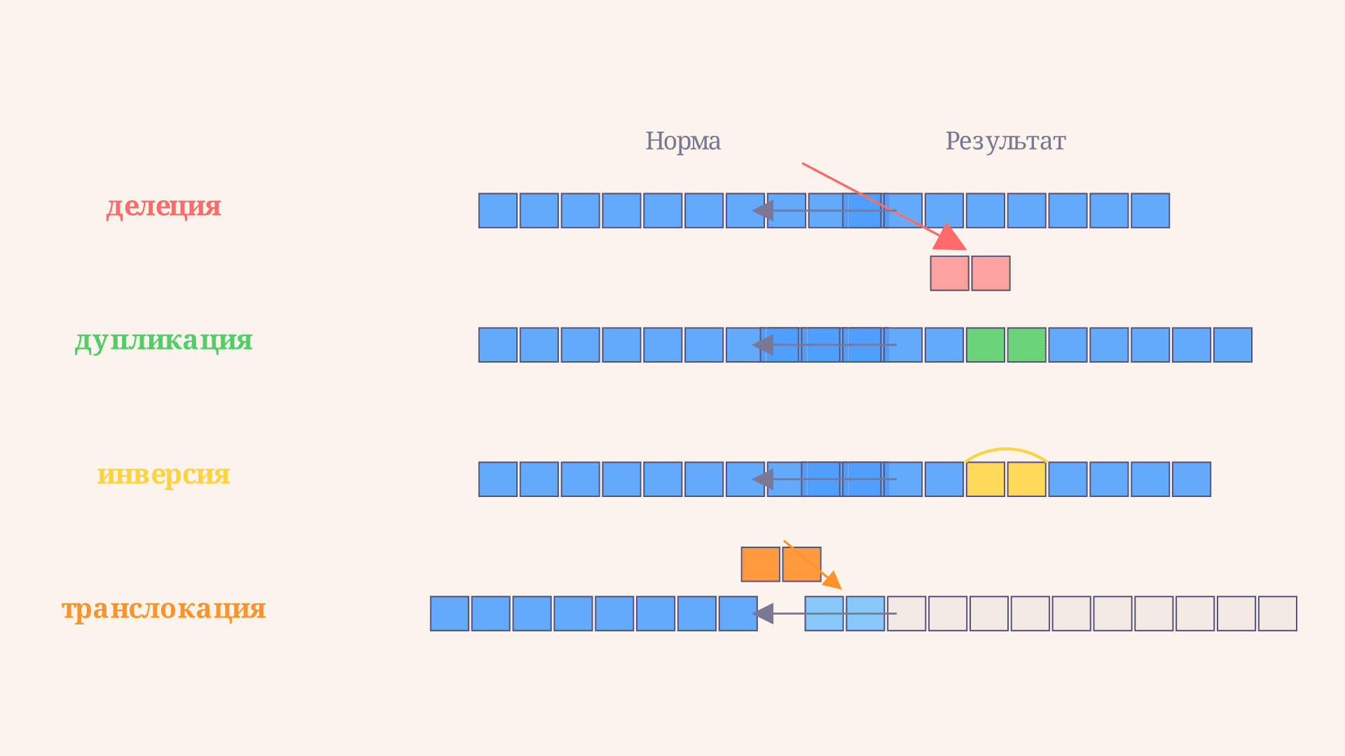 Хромосомные мутации: делеция, дупликация, инверсия