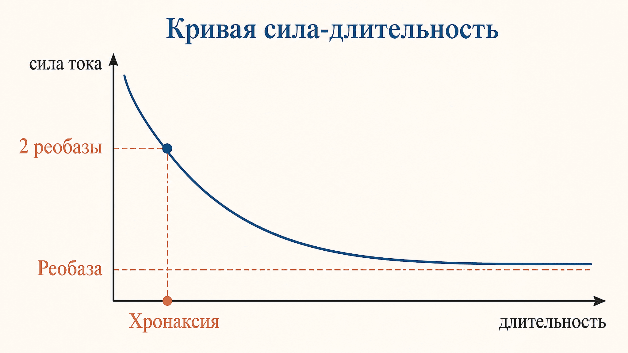 Хронаксия мышцы: что это и как определяется по кривой