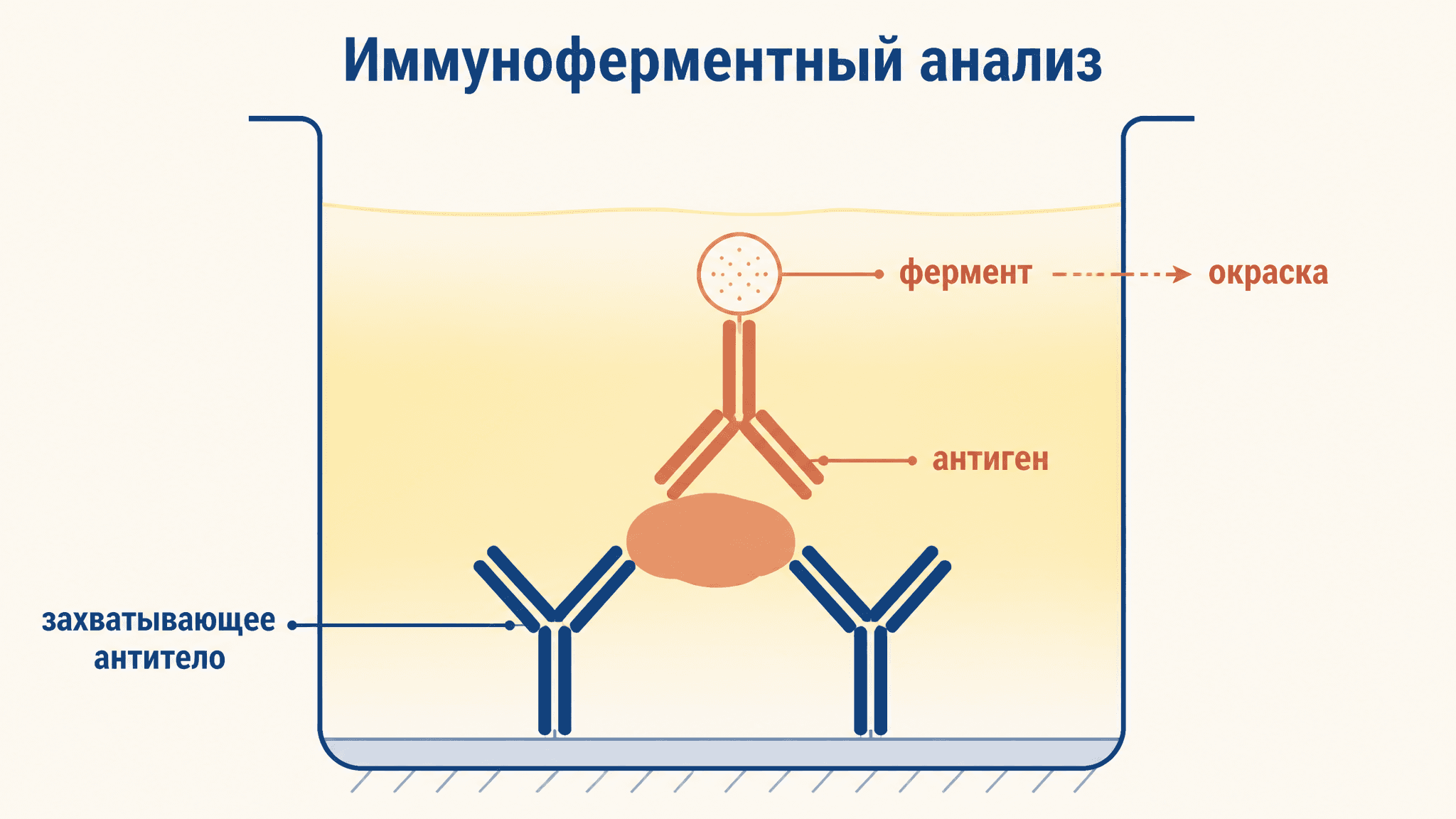 Иммуноферментный анализ (ИФА): принцип метода