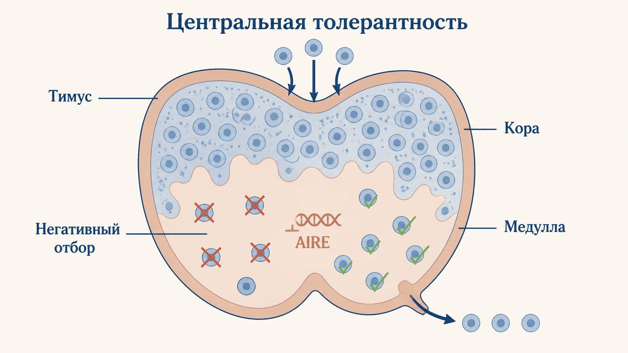 Центральная иммунологическая толерантность: тимус и AIRE