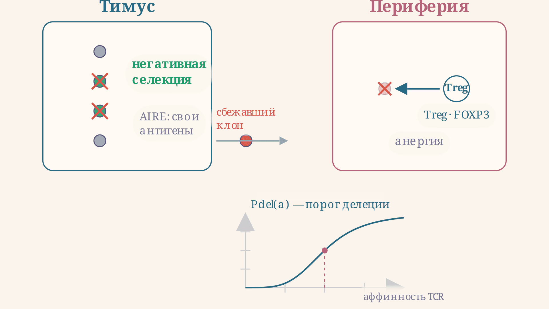Иммунологическая толерантность: механизмы кратко