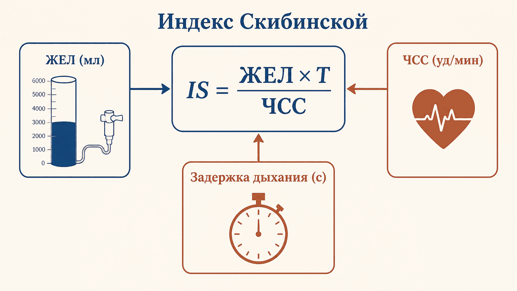 Индекс Скибинской: расчет функции внешнего дыхания