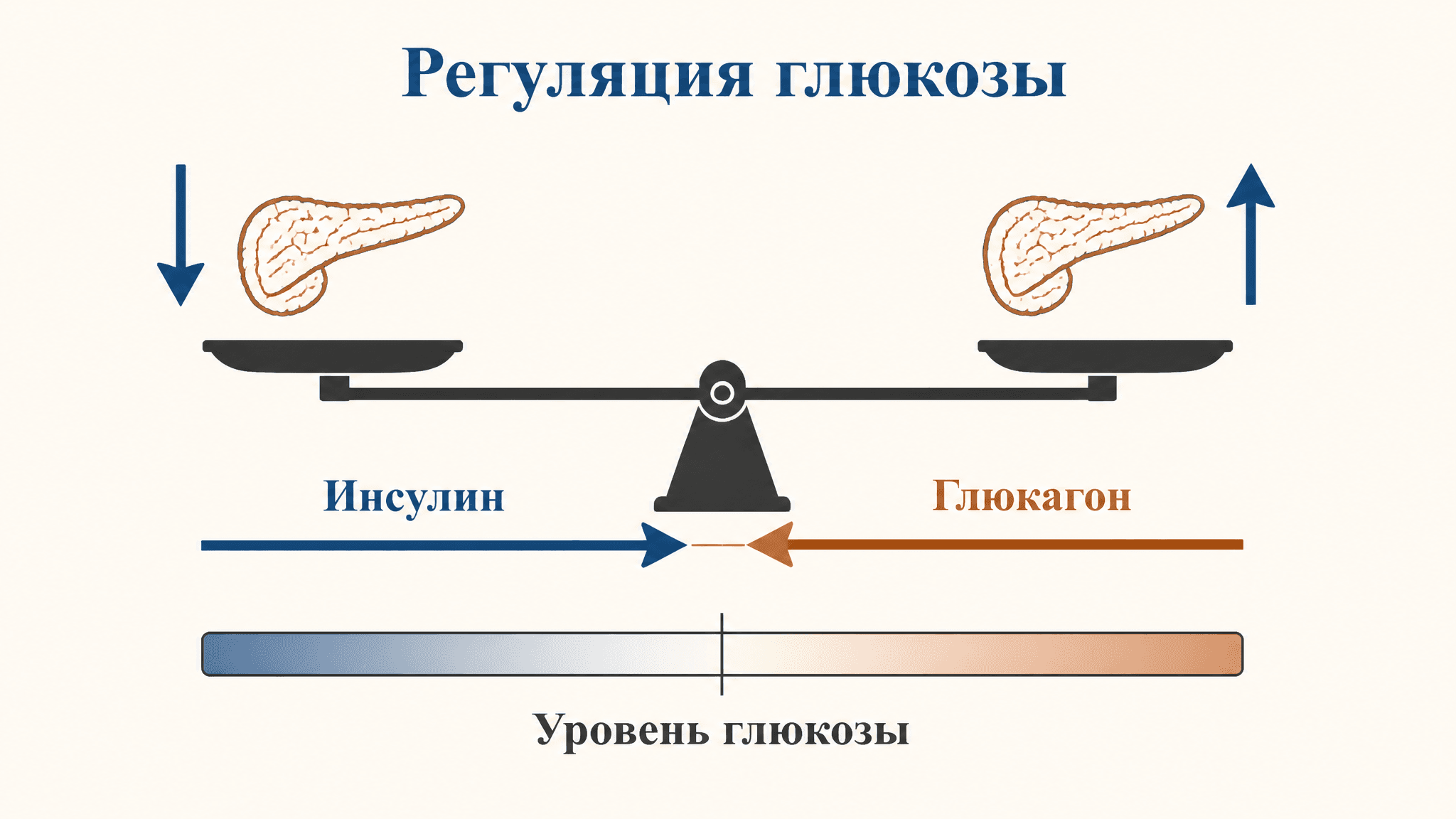 Инсулин и глюкагон: регуляция уровня глюкозы в крови